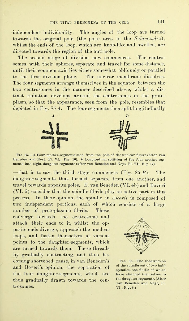 independent individuality. The angles of the loop are turned towards the original pole (the polar area in the Salamandra), whilst the ends of the loop, which are knob-like and swollen, are directed towards the region of the anti-pole. The second stage of division now commences. The centro- somes, with their spheres, separate and travel for some distance, until their common axis lies either somewhat obliquely or parallel to the first division plane. The nuclear membrane dissolves. The four segments arrange themselves in the equator between the two centrosomes in the manner described above, whilst a dis- tinct radiation develops around the centrosomes in the proto- plasm, so that the appearance, seen from the pole, resembles that depicted in Fig. 85 A. The four segments then split longitudinally A B Fig. 85.—A Four mother-segments seen from the pole of the nuclear figure (after van Beneden and Neyt, PI. VI., Fig. 16). B Longitudinal splitting of the four mother-seg- ments into eight daughter-segments (after van Beneden and Neyt, PI. VI., Fig. 17). —that is to say, the third stage commences (Fig. 85 B). The daughter segments thus formed separate from one another, and travel towards opposite poles. E. van Beneden (VI. 4b) and Boveri (VI. 6) consider that the spindle fibrils play an active part in this process. In their opinion, the spindle in Ascaris is composed of two independent portions, each of which consists of a large nnmber of protoplasmic fibrils. These converge towards the centrosome and attach their ends to it, whilst the op- posite ends diverge, approach the nuclear loops, and fasten themselves at various points to the daughter-segments, which are turned towards them. These threads by gradually contracting, and thus be- coming shortened, cause, in van Beneden’s and Boveri’s opinion, the separation of the four daughter-segments, which are thus gradually drawn towai-ds the cen- trosomes. Fig. 86.—The construction of the spindle out of two half- spindles, the fibrils of which have attached themselves to the daughter-segments. (After van Beneden and Neyt, PI. VI., Fig. 8.)