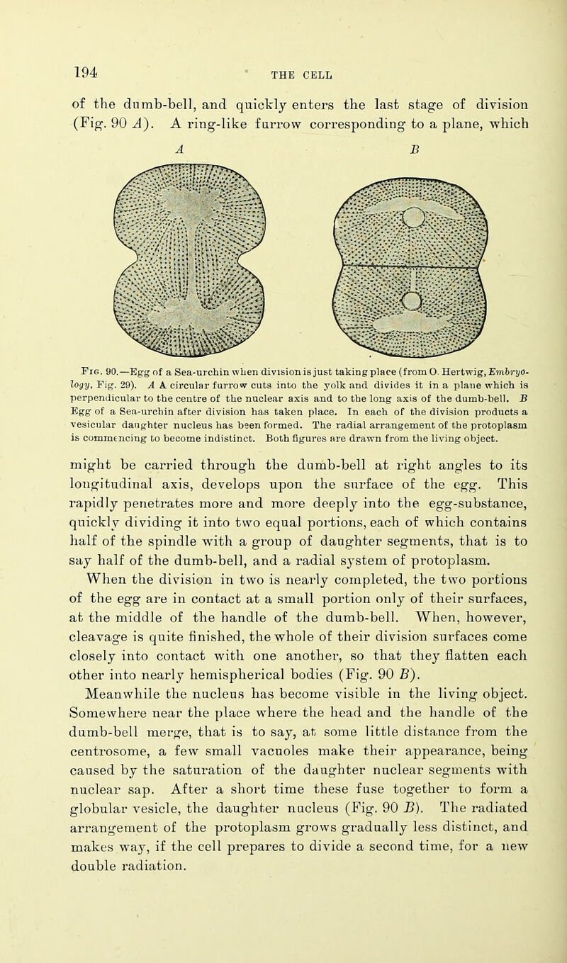 of the dumb-bell, and quickly enters the last stage of division (Fig. 90 A). A ring-like furrow corresponding to a plane, which A B Fig. 90.—Egg nf a Sea-urchin when division is just taking place (from O. Hertwig, Embryo- logy, Fig. 29). A A circular furrow cuts into the yolk and divides it in a plane which is perpendicular to the centre of the nuclear axis and to the long axis of the dumb-bell. B Egg of a Sea-urchin after division has taken place. In each of the division products a vesicular daughter nucleus has been formed. The radial arrangement of the protoplasm is commencing to become indistinct. Both figures are drawn from the living object. might be carried through the dumb-bell at right angles to its longitudinal axis, develops upon the surface of the egg. This rapidly penetrates more and more deeply into the egg-substance, quickly dividing it into two equal portions, each of which contains half of the spindle with a group of daughter segments, that is to say half of the dumb-bell, and a radial system of protoplasm. When the division in two is nearly completed, the two portions of the egg are in contact at a small portion only of their surfaces, at the middle of the handle of the dumb-bell. When, however, cleavage is quite finished, the whole of tlieir division surfaces come closely into contact with one another, so that they flatten each other into nearly hemispherical bodies (Fig. 90 B). Meanwhile the nucleus has become visible in the living object. Somewhere near the place where the head and the handle of the dumb-bell merge, that is to say, at some little distance from the centrosome, a few small vacuoles make their appearance, being caused by the saturation of the daughter nuclear segments with nuclear sap. After a short time these fuse together to form a globular vesicle, the daughter nucleus (Fig. 90 J5). The radiated arrangement of the protoplasm grows gradually less distinct, and makes way, if the cell prepares to divide a second time, for a new double radiation.