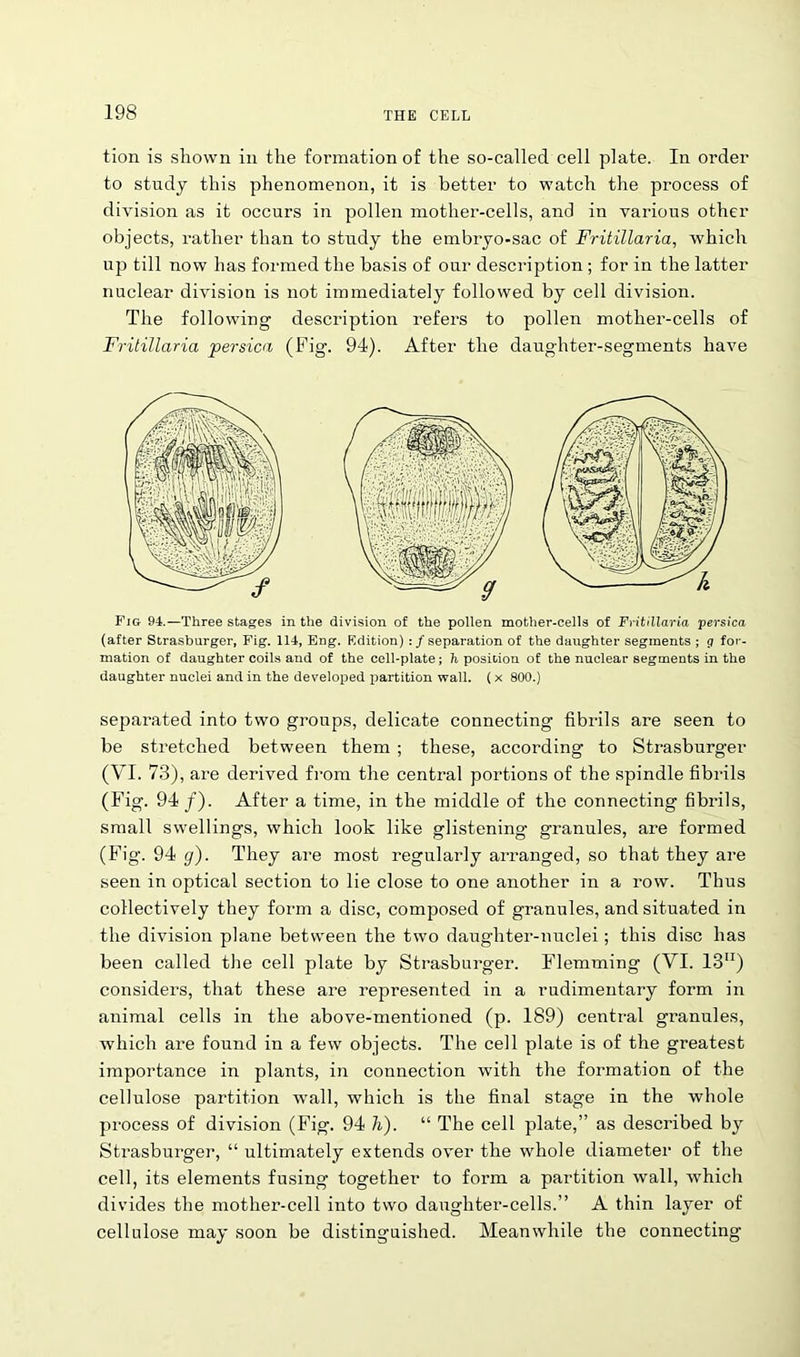 tion is shown in the formation of the so-called cell plate. In order to study this phenomenon, it is better to watch the process of division as it occurs in pollen mother-cells, and in various other objects, rather than to study the embryo-sac of Fritillaria, which up till now has formed the basis of our description ; for in the latter nuclear division is not immediately followed by cell division. The following description refers to pollen mother-cells of Fritillaria persica (Fig. 94). After the daughter-segments have Fig 94.—Three stages in the division of the pollen mother-cells of Fritillaria persica (after Strasburger, Fig. 114, Eng. Edition) :/separation of the daughter segments ; g for- mation of daughter coils and of the cell-plate; h position of the nuclear segments in the daughter nuclei and in the developed partition wall. (x 800.) separated into two groups, delicate connecting fibrils are seen to be stretched between them ; these, according to Strasburger (VI. 73), are derived from the central portions of the spindle fibrils (Fig. 94/). After a time, in the middle of the connecting fibrils, small swellings, which look like glistening granules, are formed (Fig. 94 g). They are most regularly arranged, so that they are seen in optical section to lie close to one another in a row. Thus collectively they form a disc, composed of granules, and situated in the division plane between the two daughter-nuclei; this disc has been called the cell plate by Strasburger. Flemming (VI. 1311) considers, that these are represented in a rudimentary form in animal cells in the above-mentioned (p. 189) central granules, which are found in a few objects. The cell plate is of the greatest importance in plants, in connection with the formation of the cellulose partition wall, which is the final stage in the whole process of division (Fig. 94 h). “ The cell plate,” as described by Strasburger, “ ultimately extends over the whole diameter of the cell, its elements fusing together to form a partition wall, which divides the mother-cell into two daughtei’-cells.” A thin layer of cellulose may soon be distinguished. Meanwhile the connecting