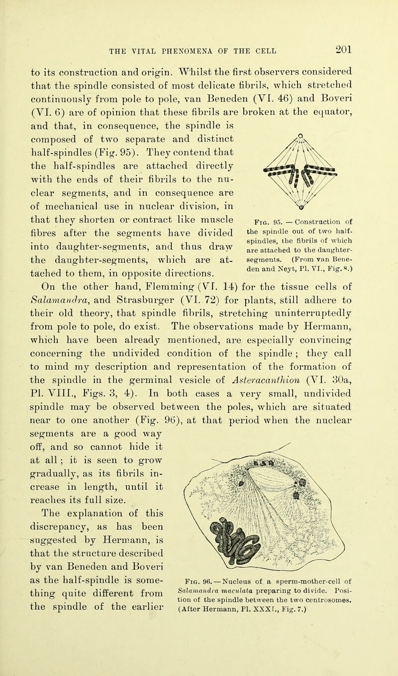 to its construction and origin. Whilst the first observei’s considered that the spindle consisted of most delicate fibrils, which stretched continuously from pole to pole, van Beneden (VI. 46) and Boveri (VI. 6) are of opinion that these fibrils are broken at the equator, and that, in consequence, the spindle is composed of two separate and distinct half-spindles (Fig. 95). They contend that the half-spindles are attached directly with the ends of their fibrils to the nu- clear segments, and in consequence are of mechanical use in nuclear division, in that they shorten or contract like muscle fibres after the segments have divided into daughter-segments, and thus draw the daughter-segments, which are at- tached to them, in opposite directions. On the other hand, Flemming (VI. 14) for the tissue cells of Salamandra, and Strasburger (VI. 72) for plants, still adhere to their old theory, that spindle fibrils, stretching uninterruptedly from pole to pole, do exist. The observations made by Hermann, which have been already mentioned, are especially convincing concerning the undivided condition of the spindle ; they call to mind my description and representation of the formation of the spindle in the germinal vesicle of Asteracanthion (VI. 30a, PI. VIII., Figs. 3, 4). In both cases a very small, undivided spindle may be observed between the poles, which are situated near to one another (Fig. 96), at that period when the nuclear segments are a good way off, and so cannot hide it at all ; it is seen to grow gradually, as its fibrils in- crease in length, until it reaches its full size. The explanation of this discrepancy, as has been suggested by Hermann, is that the structure described by van Beneden and Boveri as the half-spindle is some- fiG. 96. —Nucleus of a sperm-mother-cell of thino- Quite different from Salamandra maculata preparing to divide. Posi- ° . . tion of the spindle between the two centrosomes. the spindle of the earlier (After Hermann, PI. XXXI., Fig. 7.) Fie. 95. — Construction of the spindle out of two half- spindles, the fibrils of which are attached to the daughter- segments. (From van Bene- den and Neyt, PI. VI., Fig. s.)