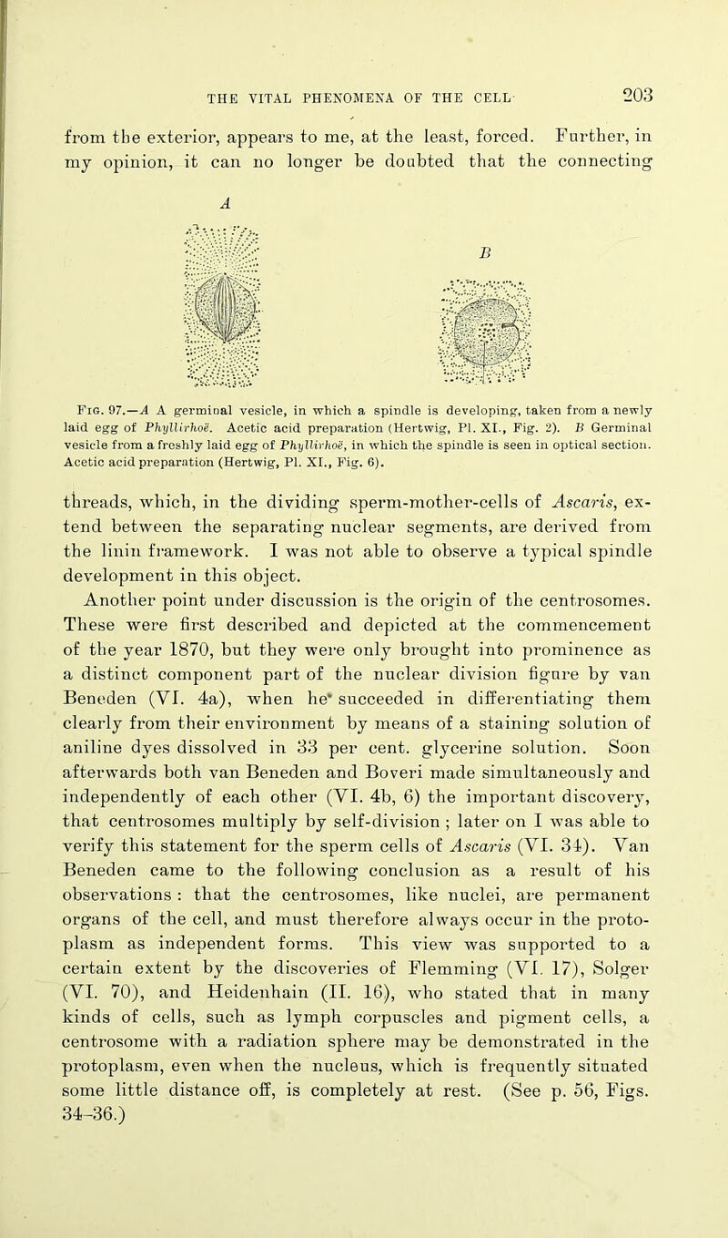from the exterior, appears to me, at the least, forced. Further, in my opinion, it can no longer be doubted that the connecting Fig. 97.—A A germinal vesicle, in which a spindle is developing, taken from a newly- laid egg of Phyllirhoe. Acetic acid preparation (Hertwig, PI. XI., Fig. 2). B Germinal vesicle from a freshly laid egg of Phyllirhoe, in which the spindle is seen in optical section. Acetic acid preparation (Hertwig, PI. XI., Fig. 6). threads, which, in the dividing sperm-mother-cells of Ascaris, ex- tend between the separating nuclear segments, are derived from the linin framework. I was not able to observe a typical spindle development in this object. Another point under discussion is the origin of the centrosomes. These were first described and depicted at the commencement of the year 1870, but they were only brought into prominence as a distinct component part of the nuclear division figure by van Beneden (VI. 4a), when he* succeeded in differentiating them clearly from their environment by means of a staining solution of aniline dyes dissolved in 33 per cent, glycerine solution. Soon afterwards both van Beneden and Boveri made simultaneously and independently of each other (VI. 4b, 6) the important discovery, that centrosomes multiply by self-division ; later on I was able to verify this statement for the sperm cells of Ascaris (VI. 34). Van Beneden came to the following conclusion as a result of his observations : that the centrosomes, like nuclei, are permanent organs of the cell, and must therefore always occur in the proto- plasm as independent forms. This view was supported to a certain extent by the discoveries of Flemming (VI. 17), Solger (VI. 70), and Heidenhain (II. 16), who stated that in many kinds of cells, such as lymph corpuscles and pigment cells, a centrosome with a radiation sphere may be demonstrated in the protoplasm, even when the nucleus, which is frequently situated some little distance off, is completely at rest. (See p. 56, Figs. A B 34-36.)