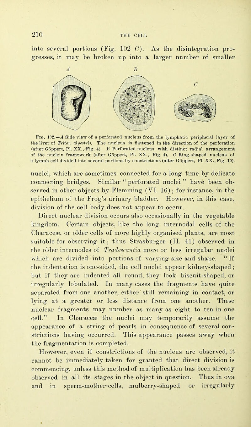 into several portions (Fig. 102 C). As the disintegration pro- gresses, it may be broken np into a larger number of smaller A B Fig. 102.—.4 Side view of a perforated nucleus from the lymphatic peripheral layer of the liver of Triton alpestris. The nucleus is flattened in the direction of the perforation (after Gdppert, PI. XX., F'ig. 4). B Perforated nucleus with distinct radial arrangement of the nuclein framework (after Goppert, PI. XX., Fig. !•). C Bing-shaped nucleus ol a lymph cell divided into several portions by constrictions (after Gdppert, PI. XX., Fig. 10). nuclei, which are sometimes connected for a long time by delicate connecting bridges. Similar “ perforated nuclei ” have been ob- served in other objects by Flemming (VI. 16) ; for instance, in the epithelium of the Frog’s urinary bladder. However, in this case, division of the cell body does not appear to occur. Direct nuclear division occurs also occasionally in the vegetable kingdom. Certain objects, like the long internodal cells of the Characese, or older cells of more highly organised plants, are most suitable for observing it; thus Strasburger (II. 41) observed in the older internodes of Tradescantia more or less irregular nuclei which are divided into portions of varying size and shape. “If the indentation is one-sided, the cell nuclei appear kidney-shaped ; but if they are indented all round, they look biscuit-shaped, or irregularly lobulated. In many cases the fragments have quite separated from one another, either still remaining in contact, or lying at a greater or less distance from one another. These nuclear fragments may number as many as eight to ten in one cell.” In Characese the nuclei may temporarily assume the appearance of a string of pearls in consequence of several con- strictions having occurred. This appearance passes away when the fragmentation is completed. However, even if constrictions of the nucleus are observed, it cannot be immediately taken for granted that direct division is commencing, unless this method of multiplication has been already observed in all its stages in the object in question. Thus in ova and in sperm-mother-cells, mulberry-shaped or irregularly