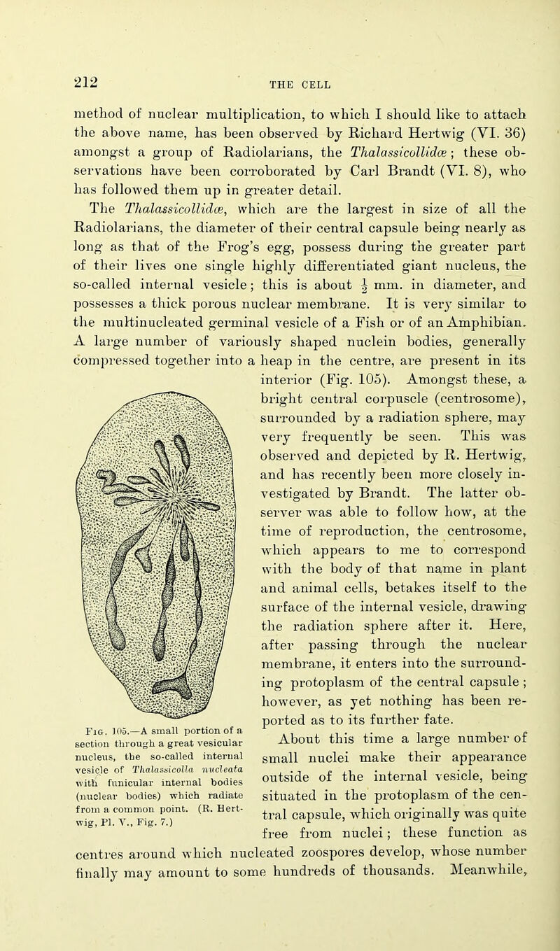 method of nuclear multiplication, to which I should like to attach the above name, has been observed by Richard Hertwig (YI. 36) amongst a group of Radiolarians, the Thalassicollidce ; these ob- servations have been corroborated by Carl Brandt (VI. 8), who has followed them up in greater detail. The Thalassicollidce, which are the largest in size of all the Radiolarians, the diameter of their central capsule being nearly as long as that of the Frog’s egg, possess during the greater part of their lives one single highly differentiated giant nucleus, the so-called internal vesicle; this is about mm. in diameter, and possesses a thick porous nuclear membrane. It is very similar to the muRinucleated germinal vesicle of a Fish or of an Amphibian. A large number of variously shaped nuclein bodies, generally compressed together into a heap in the centre, are present in its interior (Fig. 105). Amongst these, a bright central corpuscle (centrosome), surrounded by a radiation sphere, may very frequently be seen. This was observed and depicted by R. Hertwig, and has recently been more closely in- vestigated by Brandt. The latter ob- server was able to follow how, at the time of reproduction, the centrosome, which appears to me to correspond with the body of that name in plant and animal cells, betakes itself to the surface of the internal vesicle, drawing the radiation sphere after it. Here, after passing through the nuclear membrane, it enters into the surround- ing protoplasm of the central capsule ; however, as yet nothing has been re- ported as to its further fate. About this time a large number of small nuclei make their appearance outside of the internal vesicle, being situated in the protoplasm of the cen- tral capsule, which originally was quite free from nuclei; these function as centres around which nucleated zoospores develop, whose number finally may amount to some hundreds of thousands. Meanwhile, Fig. 105.—A small portion of a section through a great vesicular nucleus, the so-called internal vesicle of Thalassicolla nncleata with funicular internal bodies (nuclear bodies) which radiate from a common point. (R. Hert- wig, PI. V., Fig. 7.)