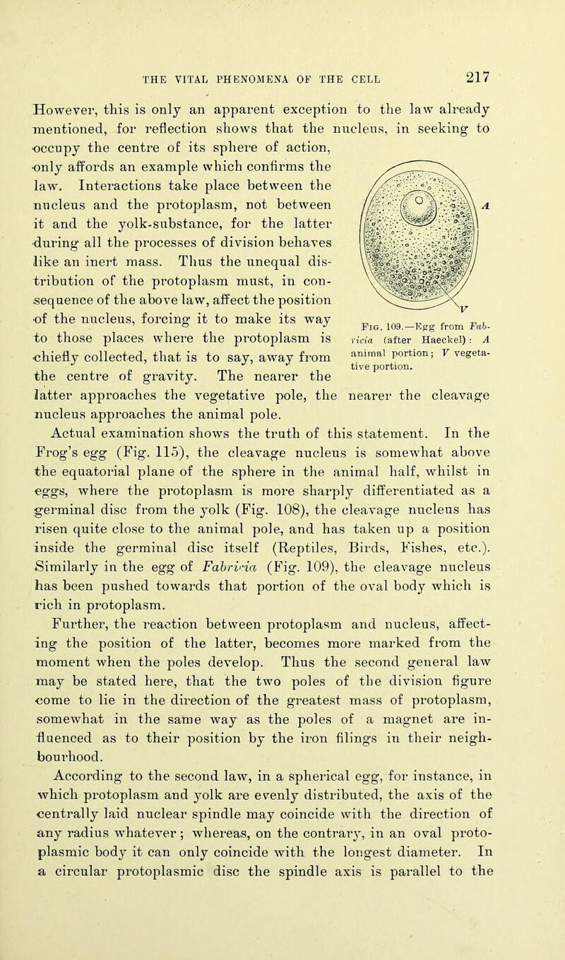 Fig. 109.—ICfrg from Fab- ricia (after Haeckel) : A animal portion; V vegeta- tive portion. However, this is only an apparent exception to the law already mentioned, for reflection shows that the nucleus, in seeking to ■occupy the centre of its sphei'e of action, only affords an example which confirms the lawT. Interactions take place between the nucleus and the protoplasm, not between it and the yolk-substance, for the latter during all the processes of division behaves like an inert mass. Thus the unequal dis- tribution of the protoplasm must, in con- sequence of the above law, affect the position of the nucleus, forcing it to make its way to those places where the protoplasm is •chiefly collected, that is to say, away from the centre of gravity. The nearer the latter approaches the vegetative pole, the nearer the cleavage nucleus approaches the animal pole. Actual examination shows the truth of this statement. In the Frog’s egg (Fig. 115), the cleavage nucleus is somewhat above the equatorial plane of the sphere in the animal half, whilst in eggs, where the protoplasm is more sharply differentiated as a germinal disc from the yolk (Fig. 108), the cleavage nucleus has risen quite close to the animal pole, and has taken up a position inside the germinal disc itself (Reptiles, Birds, Fishes, etc.). Similarly in the egg of Fabrina (Fig. 109), the cleavage nucleus has been pushed towards that portion of the oval body which is rich in protoplasm. Further, the reaction between protoplasm and nucleus, affect- ing the position of the latter, becomes more marked from the moment when the poles develop. Thus the second general law may be stated here, that the two poles of the division figure come to lie in the direction of the greatest mass of protoplasm, somewhat in the same way as the poles of a magnet are in- fluenced. as to their position by the iron filings in their neigh- bourhood. According to the second law, in a spherical egg, for instance, in which protoplasm and yolk are evenly distributed, the axis of the centrally laid nuclear spindle may coincide with the direction of any radius whatever; whereas, on the contrary, in an oval proto- plasmic body it can only coincide with the longest diameter. In a circular protoplasmic disc the spindle axis is parallel to the
