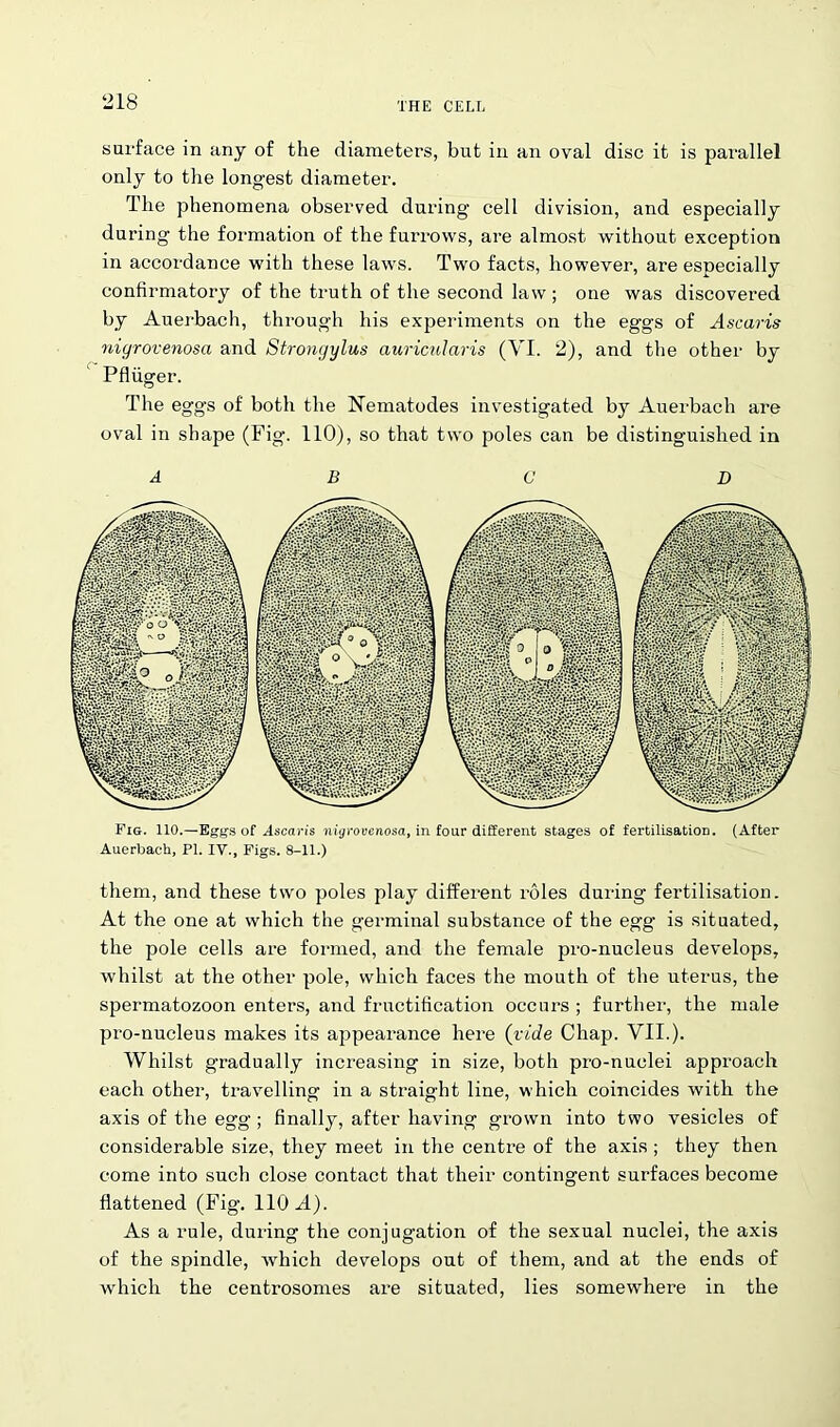 surface in any of the diameters, but in an oval disc it is parallel only to the longest diameter. The phenomena observed during’ cell division, and especially during the formation of the furrows, are almost without exception in accordance with these laws. Two facts, however, are especially confirmatory of the truth of the second law ; one was discovered by Auerbach, through his experiments on the eggs of Ascaris nigrovenosa and Strongylus auricularis (VI. 2), and the other by Pfliiger. The eggs of both the Nematodes investigated by Auerbach are oval in shape (Fig. 110), so that two poles can be distinguished in A B CD Fig. 110.—Eggs of Ascaris nigrovenosa, in four different stages of fertilisation. (After Auerbach, PI. IV., Figs. 8-11.) them, and these two poles play different roles during fertilisation. At the one at which the germinal substance of the egg is situated, the pole cells are formed, and the female pro-nucleus develops, whilst at the other pole, which faces the mouth of the uterus, the spermatozoon enters, and fructification occurs ; further, the male pro-nucleus makes its appearance here (vide Chap. VII.). Whilst gradually increasing in size, both pro-nuclei approach each other, travelling in a straight line, which coincides with the axis of the egg; finally, after having grown into two vesicles of considerable size, they meet in the centre of the axis ; they then come into such close contact that their contingent surfaces become flattened (Fig. 110 A). As a rule, during the conjugation of the sexual nuclei, the axis of the spindle, which develops out of them, and at the ends of which the centrosomes are situated, lies somewhere in the