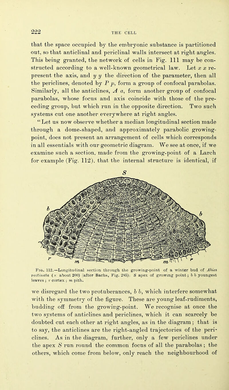 that the space occupied by the embryonic substance is partitioned out, so that anticlinal and periclinal walls intersect at right angles. This being granted, the network of cells in Fig. Ill may be con- structed according to a well-known geometrical law. Let x x re- present the axis, and y y the direction of the parameter, then all the periclines, denoted by P p, form a group of confocal parabolas. Similarly, all the anticlines, A a, form another group of confocal parabolas, whose focus and axis coincide with those of the pre- ceding group, but which run in the opposite direction. Two such systems cut one another everywhere at right angles. “ Let us now observe whether a median longitudinal section made through a dome-shaped, and approximately parabolic growing- point, does not present an arrangement of cells which corresponds in all essentials with our geometric diagram. We see at once, if we examine such a section, made from the growing-point of a Larch for example (Fig. 112), that the internal structure is identical, if S Fig. 112.—Longitudinal section through the growing-point of a winter bud of Abies rectinata (x about 200) (after Sachs, Fig. 295): S apex of growing point; b b youngest leaves ; r cortex ; m pith. we disregard the two protuberances, b b, which interfere somewhat with the symmetry of the figure. These are young leaf-rudiments, budding off from the growing-point. We recognise at once the two systems of anticlines and periclines, which it can scarcely be doubted cut each other at right angles, as in the diagram; that is to say, the anticlines are the right-angled trajectories of the peri- clines. As in the diagram, further, only a few periclines under the apex S run round the common focus of all the parabolas ; the others, which come from below, only reach the neighbourhood of