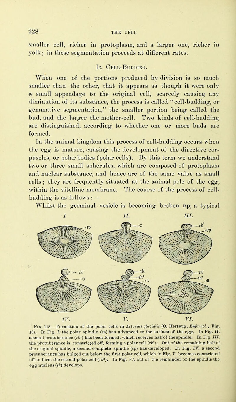 smaller cell, richer in protoplasm, and a larger one, richer in yolk; in these segmentation proceeds at different rates. Ic. Cell-Budding. When one of the portions produced by division is so much smaller than the other, that it appears as though it were only a small appendage to the original cell, scarcely causing any diminution of its substance, the process is called “cell-budding, or gemmative segmentation,” the smaller portion being called the bud, and the larger the mother-cell. Two kinds of cell-budding’ are distinguished, according to whether one or more buds are formed. In the animal kingdom this process of cell-budding occurs when the egg is mature, causing the development of the directive cor- puscles, or polar bodies (polar cells). By this term we understand two or three small spherules, which are composed of protoplasm and nuclear substance, and hence are of the same value as small cells; they are frequently situated at the animal pole of the egg, within the vitelline membrane. The course of the process of cell- budding is as follows :—■ Whilst the germinal vesicle is becoming broken up, a typical I II. III. Fig. 118.—Formation of the polar cells in Asterias glacialis (O. Hertwig, Embryol., Fig. 13). In Fig. I: the polar spindle (sji) has advanced to the surface of the egg. In Fig. II. a small protuberance (We1) has been formed, which receives halfof the spindle. In Fig. III. the protuberance is constricted off, forming a polar cell (rkr). Out of the remaining halfof the original spindle, a second complete spindle (sp) has developed. In Fig. IV. a second protuberance has bulged out below the first polar cell, which in Fig. V. becomes constricted off to form the second polar cell (rfc2). In Fig. VI. out of the remainder of the spindle the egg nucleus (fl) develops.