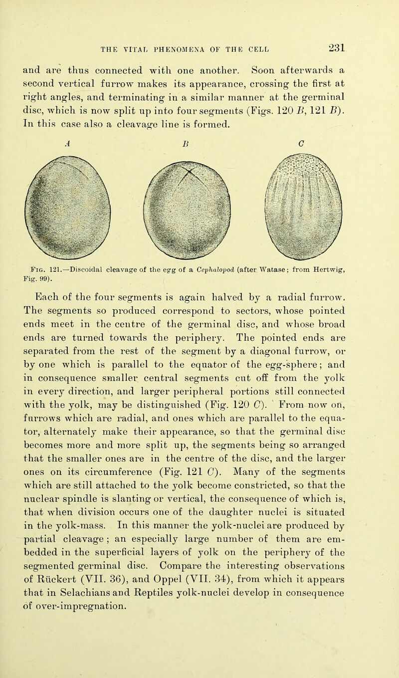 and are thus connected with one another. Soon afterwards a second vertical furrow makes its appearance, crossing the first at right angles, and terminating in a similar manner at the germinal disc, which is now split up into four segments (Figs. 120 B, 121 B). In this case also a cleavage line is formed. A B G Fig. 121.—Discoidal cleavage of the egg of a Ceplialopod (after Watase; from Hertwig, Fig. 99). Each of the four segments is again halved by a radial furrow. The segments so produced correspond to sectors, whose pointed ends meet in the centre of the germinal disc, and whose broad ends are turned towards the periphery. The pointed ends are separated from the rest of the segment by a diagonal furrow, or by one which is parallel to the equator of the egg-sphere; and in consequence smaller central segments cut off from the yolk in every direction, and larger peripheral portions still connected with the yolk, may be distinguished (Fig. 120 C). From now on, furrows which are radial, and ones which are parallel to the equa- tor, alternately make their appearance, so that the germinal disc becomes more and more split up, the segments being so arranged that the smaller ones are in the centre of the disc, and the larger ones on its circumference (Fig. 121 C). Many of the segments which are still attached to the yolk become constricted, so that the nuclear spindle is slanting or vertical, the consequence of which is, that when division occurs one of the daughter nuclei is situated in the yolk-mass. In this manner the yolk-nuclei are produced by partial cleavage; an especially large number of them are em- bedded in the superficial layers of yolk on the periphery of the segmented germinal disc. Compare the interesting observations of Riickert (VII. 36), and Oppel (VII. 34), from which it appears that in Selachians and Reptiles yolk-nuclei develop in consequence of over-impregnation.