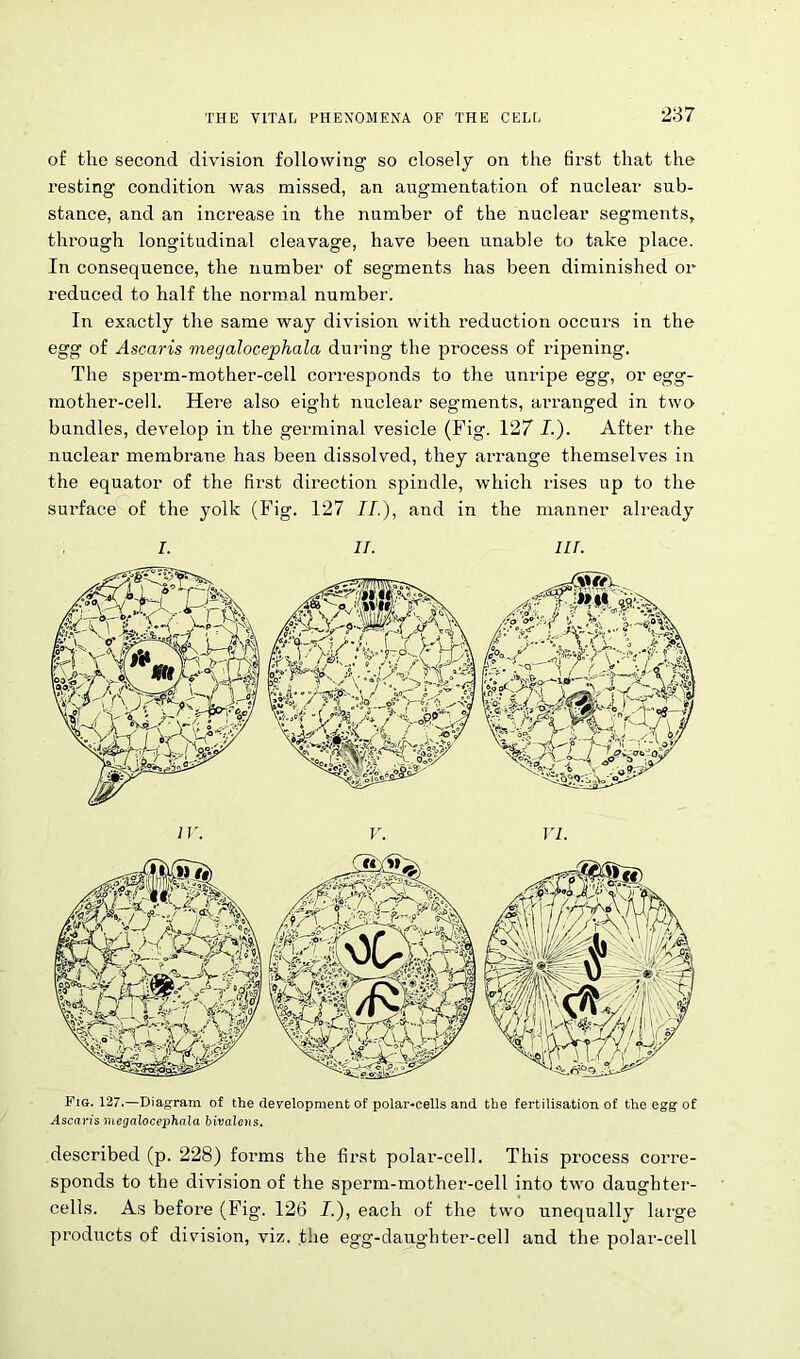 of the second division following so closely on the first that the resting condition was missed, an augmentation of nuclear sub- stance, and an increase in the number of the nuclear segments, through longitudinal cleavage, have been unable to take place. In consequence, the number of segments has been diminished or reduced to half the normal number. In exactly the same way division with reduction occurs in the egg of Ascaris megalocephala during the process of ripening. The sperm-mother-cell corresponds to the unripe egg, or egg- mother-cell. Here also eight nuclear segments, arranged in two bundles, develop in the germinal vesicle (Fig. 127 /.). After the nuclear membrane has been dissolved, they arrange themselves in the equator of the first direction spindle, which rises up to the surface of the yolk (Fig. 127 II.), and in the manner already i. it. in. Fig. 127.—Diagram of the development of polar-cells and the fertilisation of the egg of Ascaris megalocephala bivalens. described (p. 228) forms the first polar-cell. This process corre- sponds to the division of the sperm-mother-cell into two daughter- cells. As before (Fig. 126 I.), each of the two unequally large products of division, viz. the egg-daughter-cell and the polar-cell