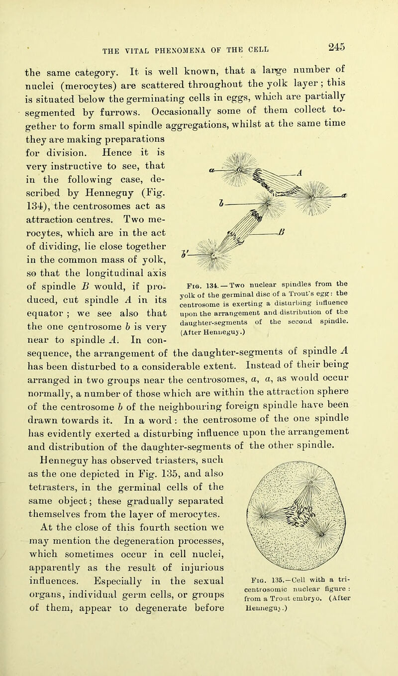 the same category. It is well known, that a large number of nuclei (merocytes) are scattered throughout the yolk layer; this is situated below the germinating cells in eggs, which are partially segmented by furrows. Occasionally some of them collect to- gether to form small spindle aggregations, whilst at the same time they are making preparations for division. Hence it is very instructive to see, that in the following case, de- scribed by Henneguy (Fig. 134), the centrosomes act as attraction centres. Two me- rocytes, which are in the act of dividing, lie close together in the common mass of yolk, so that the longitudinal axis of spindle B would, if pro- duced, cut spindle A in its equator ; we see also that the one centrosome b is very near to spindle -4. In con- sequence, the arrangement of the daughter-segments of spindle A has been disturbed to a considerable extent. Instead of their being arranged in two groups near the centrosomes, a, a, as would occur normally, a number of those which are within the attraction sphere Fig. 131. — Two nuclear spindles from the yolk of the germinal disc of a Trout's egg: the centrosome is exerting a disturbing influence upon the arrangement and distribution of the daughter-segments of the second spindle. (After Henneguy.) of the centrosome b of the neighbouring foreign spindle have been drawn towards it. In a word : the centrosome of the one spindle has evidently exerted a disturbing influence upon the arrangement and distribution of the daughter-segments of the other spindle. Henneguy has observed triasters, such as the one depicted in Fig. 135, and also tetrasters, in the germinal cells of the same object; these gradually separated themselves from the layer of merocytes. At the close of this fourth section we may mention the degeneration processes, which sometimes occur in cell nuclei, apparently as the result of injurious influences. Especially in the sexual Fig. 135.-Ceii with a tn- organs, individual germ cells, or groups fl.om a Trout embryo. (After of them, appear to degenerate before Heuneguy.)