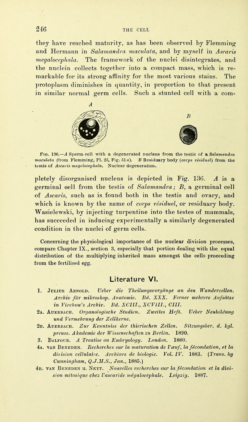 they have reached maturity, as has been observed by Flemming and Hermann in Salamandra maculaia, and by myself in Ascaris megalocephala. The framework of the nuclei disintegrates, and the nuclein collects together into a compact mass, which is re- markable for its strong affinity for the most various stains. The protoplasm diminishes in quantity, in proportion to that present in similar normal germ cells. Such a stunted cell with a com- A Fig. 136.—A Sperm cell with a degenerated nucleus from the testis of a Salamandra maculata (from Flemming, PI. 25, Fig. 51a). B Residuary body (corps re'siduel) from the testis of Ascaris megalocephala. Nuclear degeneration. pletely disorganised nucleus is depicted in Fig. 136. A is a germinal oell from the testis of Salamandra; B, a germinal cell of Ascaris, such as is found both in the testis and ovary, and which is known by the name of corps residuel, or residuary body. Wasielewski, by injecting turpentine into the testes of mammals, has succeeded in inducing experimentally a similarly degenerated condition in the nuclei of germ cells. Concerning the physiological importance of the nuclear division processes, compare Chapter IX., section 8, especially that portion dealing with the equal distribution of the multiplying inherited mass amongst the cells proceeding from the fertilised egg. Literature VI. 1. Julius Arnold. Ueher die Theilungsvorgiinge an den IVanderzellen. Arclnv fur mikroslcop. Avatomie. Bd. XXX. Ferner mehrere Aufsdtze in Virchow’s Archiv. Bd. XC11I., XCVLLI., GUI. 2a. Auerbach. Organologische Studien. Zweites Heft. TJeher Neuhildung und Vermehrung der Zellkerne. 2b. Auerbach. Zur Kevntniss der thierischen Zellen. Sitzungsher. d. kgl. preuss. Akademie der Wissenschaften zu Berlin. 1890. 3. Balfour. A Treatise on Embryology. London. 1880. 4a. van Beneden. Becherches sur la maturation de Veeuf, la fecondation, et la division cellulaire. Archives de biologie. Vol. IV. 1883. (Trans, by Cunningham, Q.J.M.S., Jan., 1885.) 4b. van Beneden u. Neyt. Nouvelles recherches sur la fecondation et la divi- sion mitosique chez Vascaride megalocephale. Leipzig. 1887.