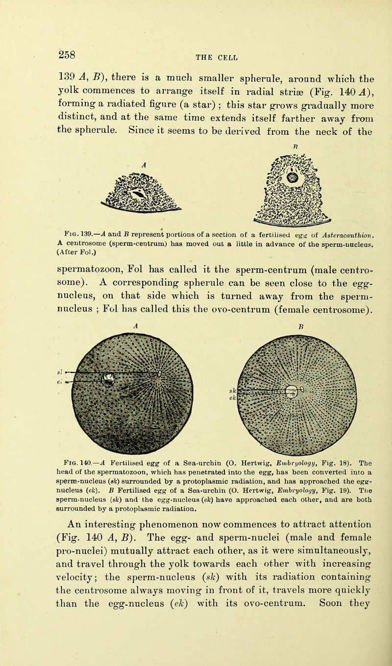 THE CELL 139 A, B), there is a much smaller spherule, around which the yolk commences to arrange itself in radial strife (Fig. 140-4), forming a radiated figure (a star) ; this star grows gradually more distinct, and at the same time extends itself farther away from the spherule. Since it seems to be derived from the neck of the n Fig. 139.—A and B represent portions of a section of a fertilised egg of Asteracantliion. A centrosome (sperm-centrum) has moved out a little in advance of the sperm-nucleus. (After Fol.) spermatozoon, Fol has called it the sperm-centrum (male centro- some). A corresponding spherule can be seen close to the egg- nucleus, on that side which is turned away from the sperm- nucleus ; Fol has called this the ovo-centrum (female centrosome). A b Fig. 140.—A Fertilised egg of a Sea-urchin (O. Hertwig, Embryology, Fig. 18). The head of the spermatozoon, which has penetrated into the egg, has been converted into a sperm-nucleus (sit) surrounded by a protoplasmic radiation, and has approached the egg- nucleus (ek). B Fertilised egg of a Sea-urchin (O. Hertwig, Embryology, Fig. 19). The sperm-nucleus (sk) and the egg-nucleus (e/c) have approached each other, and are both surrounded by a protoplasmic radiation. An interesting phenomenon now commences to attract attention (Fig. 140 A, B). The egg- and sperm-nuclei (male and female pro-nuclei) mutually attract each other, as it were simultaneously, and travel through the yolk towards each other with increasing velocity; the sperm-nucleus (sk) with its radiation containing the centrosome always moving in front of it, travels more quickly than the egg-nucleus (ek) with its ovo-centrum. Soon they