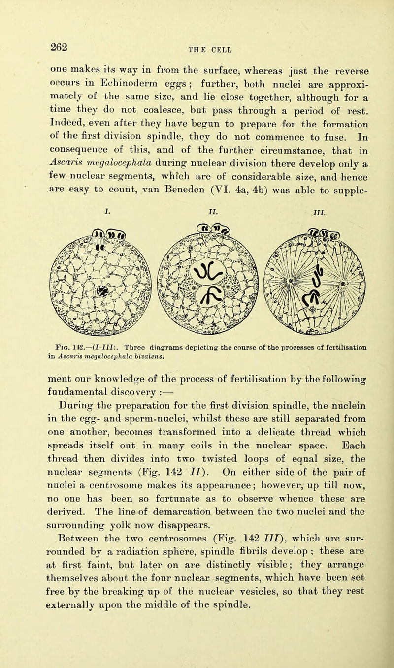 THE CELL one makes its way in from the surface, whereas just the reverse occurs in Echinoderm eggs ; further, both nuclei are approxi- mately of the same size, and lie close together, although for a time they do not coalesce, but pass through a period of rest. Indeed, even after they have begun to prepare for the formation of the first division spindle, they do not commence to fuse. In consequence of this, and of the further circumstance, that in Ascnris viegalocephala during nuclear division there develop only a few nuclear segments, which are of considerable size, and hence are easy to count, van Beneden (VI. 4a, 4b) was able to supple- i- n. hi. Fig. 142.—(I-III). Three diagrams depicting the course of the processes of fertilisation in A scar is megalocephala bivalens. ment our knowledge of the process of fertilisation by the following fundamental discovery :— During the preparation for the first division spindle, the nuclein in the egg- and sperm-nuclei, whilst these are still separated from one another, becomes transformed into a delicate thread which spreads itself out in many coils in the nuclear space. Each thread then divides into two twisted loops of equal size, the nuclear segments (Fig. 142 II). On either side of the pair of nuclei a centrosome makes its appearance; however, up till now, no one has been so fortunate as to observe whence these are derived. The line of demarcation between the two nuclei and the surrounding yolk now disappears. Between the two centrosomes (Fig. 142 III), which are sur- rounded by a radiation sphere, spindle fibrils develop ; these are at first faint, but later on are distinctly visible; they arrange themselves about the four nuclear segments, which have been set free by the breaking up of the nuclear vesicles, so that they rest externally upon the middle of the spindle.