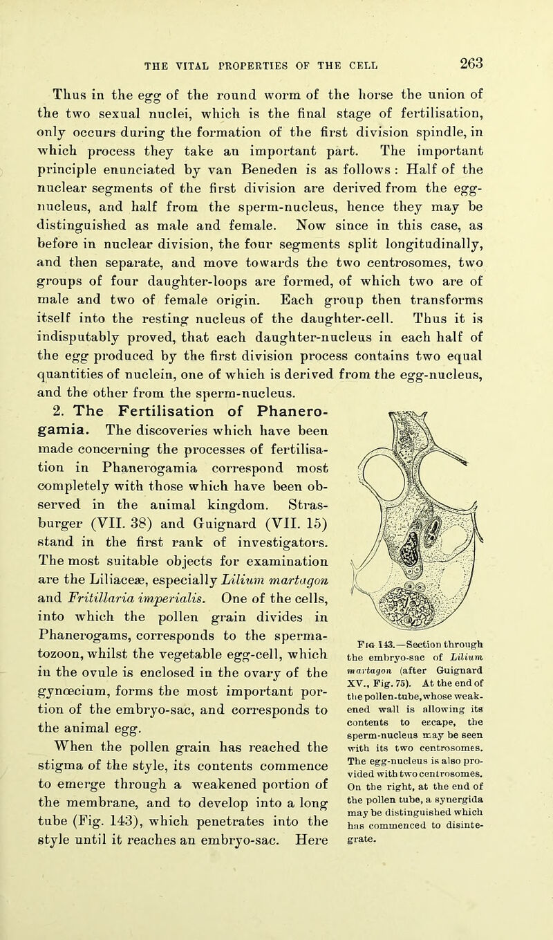 Thus in the egg of the round worm of the horse the union of the two sexual nuclei, which is the final stage of fertilisation, only occurs during the formation of the first division spindle, in which process they take an important part. The important principle enunciated by van Beneden is as follows : Half of the nuclear segments of the first division are derived from the egg- nucleus, and half from the sperm-nucleus, hence they may be distinguished as male and female. Now since in this case, as before in nuclear division, the four segments split longitudinally, and then separate, and move towards the two centrosomes, two groups of four daughter-loops are formed, of which two are of male and two of female origin. Each group then transforms itself into the resting nucleus of the daughter-cell. Thus it is indisputably proved, that each daughter-nucleus in each half of the egg produced by the first division process contains two equal quantities of nuclein, one of which is derived from the egg-nucleus, and the other from the sperm-nucleus. 2. The Fertilisation of Phanero- gamia. The discoveries which have been made concerning the processes of fertilisa- tion in Phanerogamia correspond most completely with those which have been ob- served in the animal kingdom. Stras- burger (VII. 38) and Guignard (VII. 15) stand in the first rank of investigators. The most suitable objects for examination are the Liliaceae, especially Lilium martagon and Fritillaria imperialis. One of the cells, into which the pollen grain divides in Phanerogams, corresponds to the sperma- tozoon, whilst the vegetable egg-cell, which in the ovule is enclosed in the ovary of the gynoecium, forms the most important por- tion of the embryo-sac, and corresponds to the animal egg. When the pollen grain has reached the stigma of the style, its contents commence to emerge through a weakened portion of the membrane, and to develop into a long tube (Fig- 143), which penetrates into the style until it reaches an embryo-sac. Here Fig 143.—Section through the embryo-sac of Lilium martagon (after Guignard XV., Fig. 75). At the end of the pollen-tube, whose weak- ened wall is allowing its contents to escape, the sperm-nucleus may be seen with its two centrosomes. The egg-nucleus is also pro- vided with two centrosomes. On the right, at the end of the pollen tube, a synergida may be distinguished which has commenced to disinte- grate.