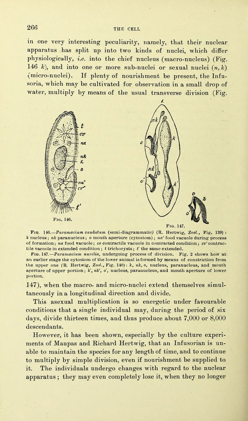 in one very interesting peculiarity, namely, that their nuclear apparatus has split up into two kinds of nuclei, which differ physiologically, i.e. into the chief nucleus (macro-nucleus) (Fig. 146 k), and into one or more sub-nuclei or sexual nuclei (n, k) (micro-nuclei). If plenty of nourishment be present, the Infu- soria, which may be cultivated for observation in a small drop of water, multiply by means of the usual transverse division (Fig. Pig. 146.—Paramaecium caudatum (semi-diagrammatic) (R. Hertwig, Zool., Fig. 139) : k nucleus ; nk paranucleus; o mouth aperture (cytostom); na' food vacuole during process of formation; na food vacuole; cu contractile vacuole in contracted condition; cv1 contrac- tile vacuole in extended condition ; t trichocysts; t' the same extended. Fig. 147.—Paramecium aurelia, undergoing process of division. Fig. 2 shows how at an earlier stage the cytostom of the lower animal is formed by means of constriction from the upper one (R. Hertwig, Zoo/., Fig. 140): k, nk, o, nucleus, paranucleus, and mouth aperture of upper portion; fc', nk', o', nucleus, paranucleus, and mouth aperture of lower portion. 147), when the macro- and micro-nuclei extend themselves simul- taneously in a longitudinal direction and divide. This asexual multiplication is so energetic under favourable conditions that a single individual may, during the period of six days, divide thirteen times, and thus produce about 7,000 or 8,000 descendants. However, it has been shown, especially by the culture experi- ments of Maupas and Richard Hertwig, that an Infusorian is un- able to maintain the species for any length of time, and to continue to multiply by simple division, even if nourishment be supplied to it. The individuals undergo changes with regard to the nuclear apparatus ; they may even completely lose it, when they no longer /. Fig. 147.
