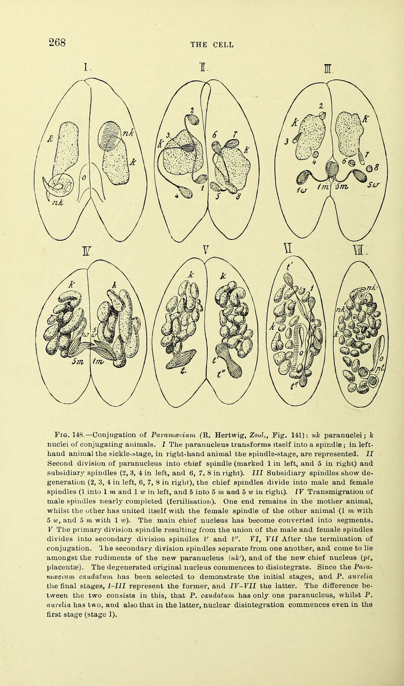 Fig. 148.—Conjugation of Paramwcium (R. Hertwig, Zoul., Fig. 141): jifc paranuclei; fc nuclei of conjugating animals. I The paranucleus transforms itself into a spindle ; in left- hand animal the sickle-stage, in right-hand animal the spindle-stage, are represented. II Second division of paranucleus into chief spindle (marked 1 in left, and 5 in right) and subsidiary spindles (2, 3, 4 in left, and 6, 7, 8 in right). Ill Subsidiary spindles show de- generation (2, 3, 4 in left, G, 7, 8 in right), the chief spindles divide into male and female spindles (1 into 1 m and 1 w in left, and 5 into 5 m and 5 ui in right). IV Transmigration of male spindles nearly completed (fertilisation). One end remains in the mother animal, whilst the other has united itself with the female spindle of the other animal (1 to with 5 u’, and 5 m with 1 to). The main chief nucleus has become converted into segments. V The primary division spindle resulting from the union of the male and female spindles divides into secondary division spindles t' and t. VI, VII After the termination of conjugation. The secondary division spindles separate from one another, and come to lie amongst the rudiments of the new paranucleus Ink'), and of the new chief nucleus (pt, placentas). The degenerated original nucleus commences to disintegrate. Since the Pam- lutecium caudatum has been selected to demonstrate the initial stages, and P. aurelia the final stages, I-III represent the former, and IV-VII the latter. The difference be- tween the two consists in this, that P. caudatum has only one paranucleus, whilst P. aurelia has tno, and also that in the latter, nuclear disintegration commences even in the first stage (stage 1).