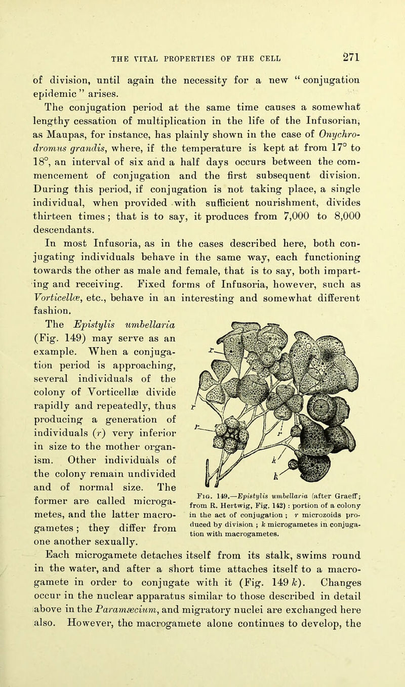 of division, until again the necessity for a new “ conjugation epidemic ” arises. The conjugation period at the same time causes a somewhat lengthy cessation of multiplication in the life of the Infusorian, as Maupas, for instance, has plainly shown in the case of Onychro- dromns grandis, where, if the temperature is kept at from 17° to 18°, an interval of six and a half days occurs between the com- mencement of conjugation and the first subsequent division. During this period, if conjugation is not taking place, a single individual, when provided with sufficient nourishment, divides thirteen times ; that is to say, it produces from 7,000 to 8,000 descendants. In most Infusoria, as in the cases described here, both con- jugating individuals behave in the same way, each functioning towards the other as male and female, that is to say, both impart- ing and receiving. Fixed forms of Infusoria, however, such as Vorticellce, etc., behave in an interesting and somewhat different fashion. The Epistylis umbellaria (Fig. 149) may serve as an example. When a conjuga- tion period is approaching, several individuals of the colony of Vorticellae divide rapidly and repeatedly, thus producing a generation of individuals (r) very inferior in size to the mother organ- ism. Other individuals of the colony remain undivided and of normal size. The former are called microga- metes, and the latter macro- gametes ; they differ from one another sexually. Each microgamete detaches itself from its stalk, swims round in the water, and after a short time attaches itself to a macro- gamete in order to conjugate with it (Fig. 149 k). Changes occur in the nuclear apparatus similar to those described in detail above in the Parameecium, and migratory nuclei are exchanged here also. However, the macrogamete alone continues to develop, the Fig. 119.—Epistylis umbellaria (after GraefT; from R. Hertwig, Fig. 112) : portion of a colony in the act of conjugation ; r microzoids pro- duced by division ; k microgametes in conjuga- tion with macrogametes.