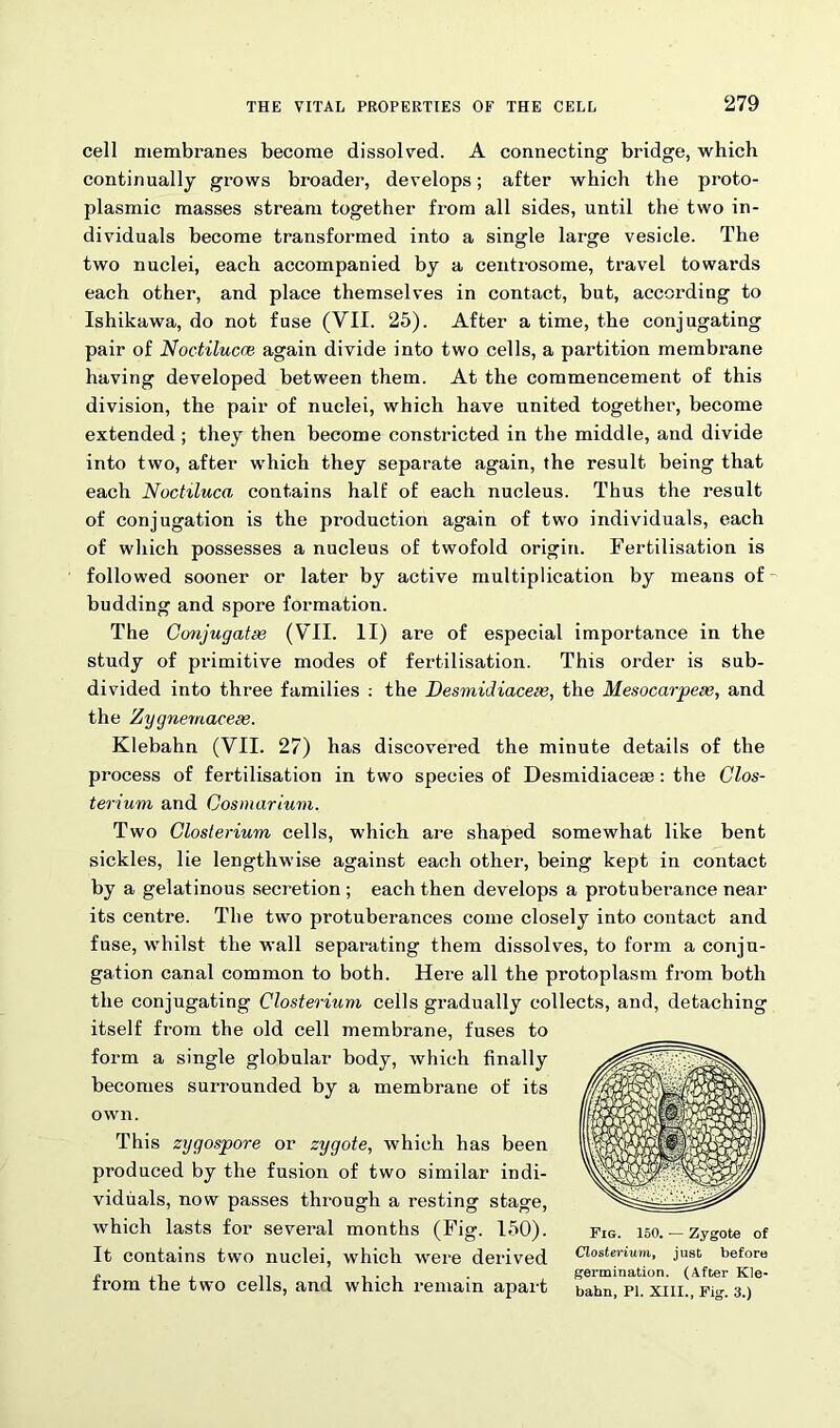 cell membranes become dissolved. A connecting bridge, which continually grows broader, develops; after which the proto- plasmic masses stream together from all sides, until the two in- dividuals become transformed into a single large vesicle. The two nuclei, each accompanied by a centrosome, travel towards each other, and place themselves in contact, but, according to Ishikawa, do not fuse (VII. 25). After a time, the conjugating pair of Noctilucce again divide into two cells, a partition membrane having developed between them. At the commencement of this division, the pair of nuclei, which have united together, become extended ; they then become constricted in the middle, and divide into two, after which they separate again, the result being that each Noctiluca contains half of each nucleus. Thus the result of conjugation is the production again of two individuals, each of which possesses a nucleus of twofold origin. Fertilisation is followed sooner or later by active multiplication by means of budding and spore formation. The Conjugate (VII. II) are of especial importance in the study of primitive modes of fertilisation. This order is sub- divided into three families : the Desmidiacese, the Mesocarpese, and the Zygnemaceee. Klebahn (VII. 27) has discovered the minute details of the process of fertilisation in two species of Desmidiacese: the Clos- terium and Cosmarium. Two Closterium cells, which are shaped somewhat like bent sickles, lie lengthwise against each other, being kept in contact by a gelatinous secretion ; each then develops a protuberance near its centre. The two protuberances come closely into contact and fuse, whilst the wall separating them dissolves, to form a conju- gation canal common to both. Here all the protoplasm from both the conjugating Closterium cells gradually collects, and, detaching itself from the old cell membrane, fuses to form a single globular body, which finally becomes surrounded by a membrane of its own. This zygospore or zygote, which has been produced by the fusion of two similar indi- viduals, now passes through a resting stage, which lasts for several months (Fig. 150). It contains two nuclei, which were derived from the two cells, and which remain apart Fig. 150. — Zygote of Closterium, just before germination. (After Kle- bahn, PI. XIII., Fig. 3.)