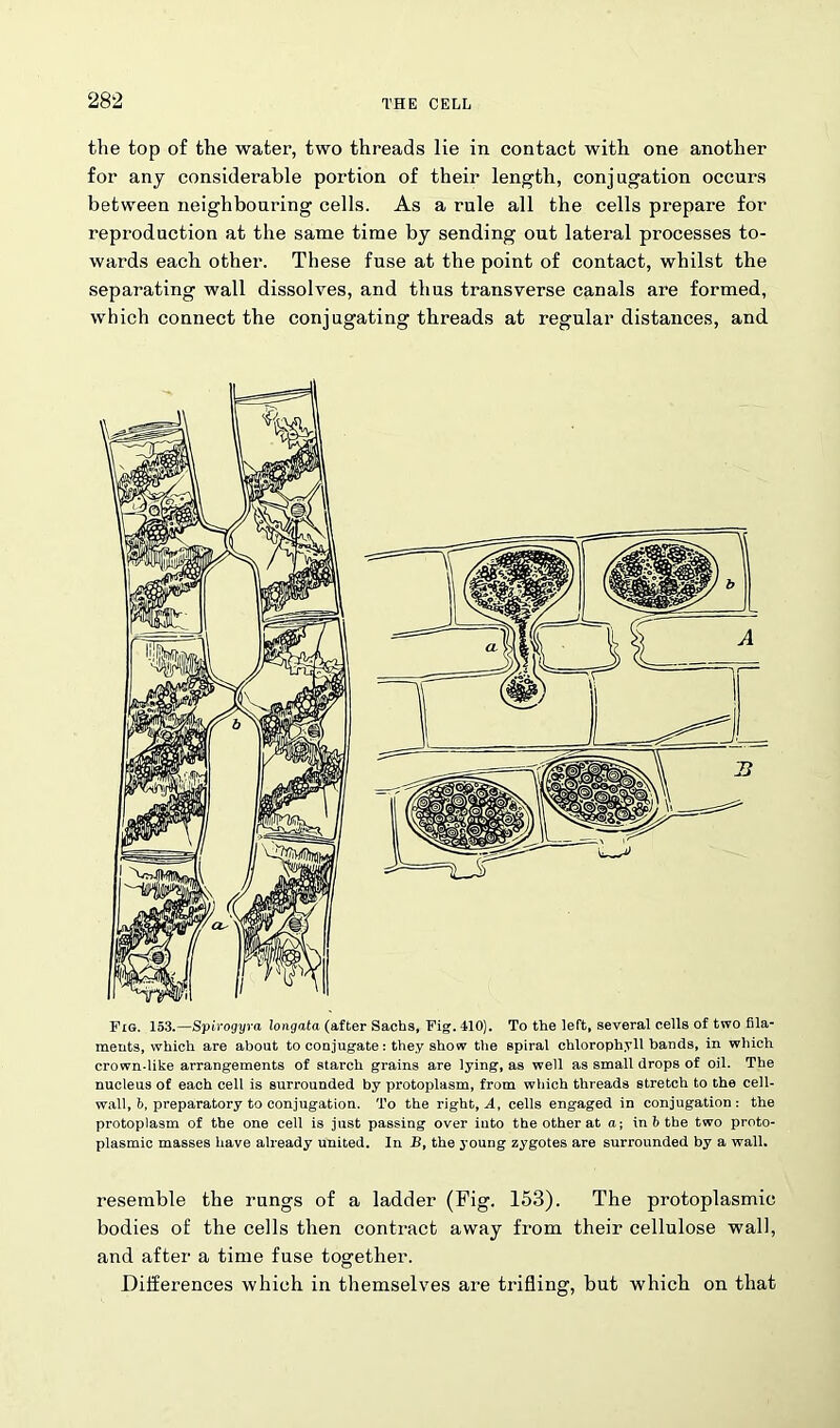 the top of the water, two threads lie in contact with one another for any considerable portion of their length, conjugation occurs between neighbouring cells. As a rule all the cells prepare for reproduction at the same time by sending out lateral processes to- wards each other. These fuse at the point of contact, whilst the separating wall dissolves, and thus transverse canals are formed, which connect the conjugating threads at regular distances, and Fig. 153.—Spirogyra longata (after Sachs, Fig. 410). To the left, several cells of two fila- ments, which are about to conjugate: they show the spiral chlorophyll bands, in which crown-like arrangements of starch grains are lying, as well as small drops of oil. The nucleus of each cell is surrounded by protoplasm, from which threads stretch to the cell- wall, b, preparatory to conjugation. To the right, A, cells engaged in conjugation: the protoplasm of the one cell is just passing over into the other at a; in b the two proto- plasmic masses have already united. In B, the young zygotes are surrounded by a wall. resemble the rungs of a ladder (Fig. 153). The protoplasmic bodies of the cells then contract away from their cellulose wall, and after a time fuse together. Differences which in themselves are trifling, but which on that