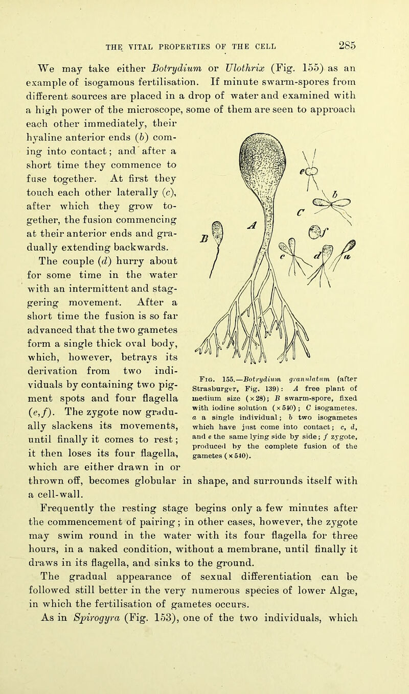 We may take either Botrydium or Ulothrix (Fig. 155) as an example of isogamous fertilisation. If minute swarm-spores from different sources are placed in a drop of water and examined with a high power of the microscope, some of them are seen to approach each other immediately, their hyaline anterior ends (5) com- ing- into contact; and after a short time they commence to fuse together. At first they touch each other laterally (c), after which they grow to- gether, the fusion commencing at their anterior ends and gra- dually extending backwards. The couple (d) hurry about for some time in the water with an intermittent and stag- gering movement. After a short time the fusion is so fax- advanced that the two gametes form a single thick oval body, which, however, betrays its derivation from two indi- viduals by containing two pig- ment spots and four flagella (e,/). The zygote now gradu- ally slackens its movements, until finally it comes to rest; it then loses its four flagella, which are either drawn in or thrown off, becomes globular in shape, and suri-ounds itself with a cell-wall. Frequently the resting stage begins only a few minutes after the commencement of pairing; in other cases, however, the zygote may swim round in the water with its four flagella for thi-ee hours, in a naked condition, without a membrane, until finally it draws in its flagella, and sinks to the ground. The gradual appeax-ance of sexual differentiation can be followed still better in the very numerous species of lower Algae, in which the fertilisation of gametes occurs. As in Spirogyra (Fig. 153), one of the two individuals, which Fig. 155.—Botrydium grannlatnm (after Strasburger, Fig. 139): A free plant of medium size (x28); B swarm-spore, fixed with iodine solution (x540); C isogameres. a a single individual; I> two isogametes which have just come into contact; c, d, and e the same lying side by side; / zygote, produced by the complete fusion of the gametes ( x 540).
