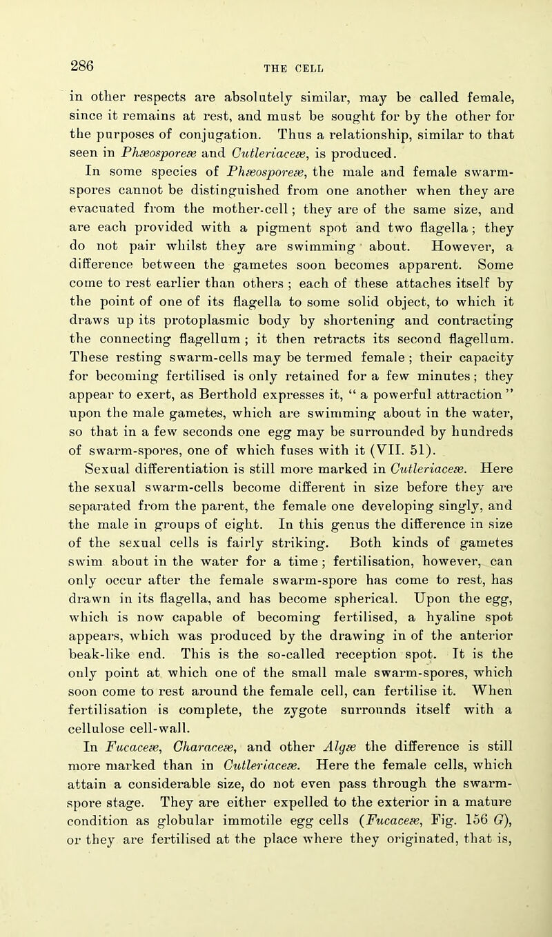 in other respects are absolutely similar, may be called female, since it remains at rest, and must be sought for by the other for the purposes of conjugation. Thus a relationship, similar to that seen in Phaeosporeae and Cutleriaceae, is produced. In some species of Phaeosporeae, the male and female swarm- spores cannot be distinguished from one another when they are evacuated from the mother-cell; they are of the same size, and are each provided with a pigment spot and two flagella; they do not pair whilst they are swimming about. However, a difference between the gametes soon becomes apparent. Some come to rest earlier than others ; each of these attaches itself by the point of one of its flagella to some solid object, to which it draws up its protoplasmic body by shortening and contracting the connecting flagellum; it then retracts its second flagellum. These resting swarm-cells may be termed female ; their capacity for becoming fertilised is only retained for a few minutes; they appear to exert, as Berthold expresses it, “ a powerful attraction” upon the male gametes, which are swimming about in the water, so that in a few seconds one egg may be surrounded by hundreds of swarm-spores, one of which fuses with it (VII. 51). Sexual differentiation is still more marked in Cutleriaceae. Here the sexual swarm-cells become different in size before they ai-e separated from the parent, the female one developing singly, and the male in groups of eight. In this genus the difference in size of the sexual cells is fairly striking. Both kinds of gametes swim about in the water for a time ; fertilisation, however, can only occur after the female swarm-spore has come to rest, has drawn in its flagella, and has become spherical. Upon the egg, which is now capable of becoming fertilised, a hyaline spot appears, which was produced by the drawing in of the anterior beak-like end. This is the so-called reception spot. It is the only point at which one of the small male swarm-spores, which soon come to rest around the female cell, can fertilise it. When fertilisation is complete, the zygote surrounds itself with a cellulose cell-wall. In Fucaceee, Gharacese, and other Algae the difference is still more marked than in Cutleriaceae. Here the female cells, which attain a considerable size, do not even pass through the swarm- spore stage. They are either expelled to the exterior in a mature condition as globular immotile egg cells (Fucacese, Fig. 156 G), or they are fertilised at the place where they originated, that is,