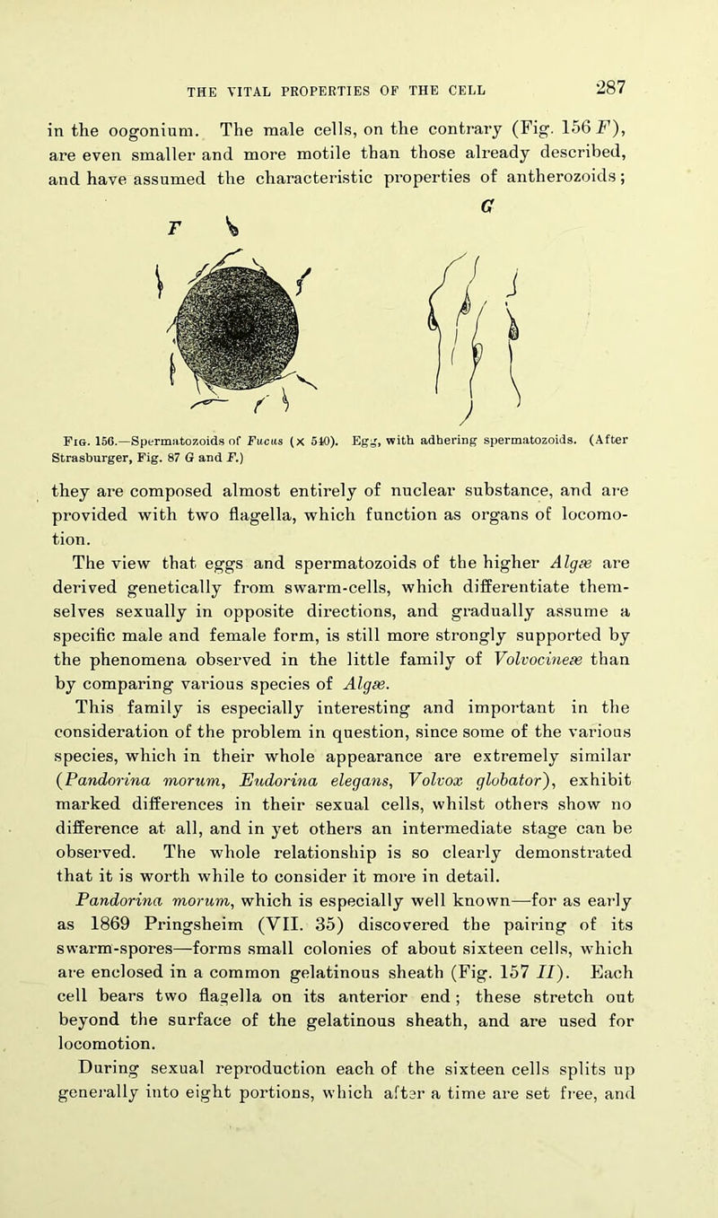in the oogonium. The male cells, on the contrary (Fig. 156 E), are even smaller and more motile than those already described, and have assumed the characteristic properties of antherozoids; G F \ Fig. 15G.-Spermato7.oids of Fucus (X 510). Eg,', with adhering spermatozoids. (After Strasburger, Fig. 87 G and F.) they are composed almost entirely of nuclear substance, and are provided with two flagella, which function as organs of locomo- tion. The view that eggs and spermatozoids of the higher Algie are derived genetically from swarm-cells, which differentiate them- selves sexually in opposite directions, and gradually assume a specific male and female form, is still more strongly supported by the phenomena observed in the little family of Volvocineee than by comparing various species of Algae. This family is especially interesting and important in the consideration of the problem in question, since some of the various species, which in their whole appearance are extremely similar (Pandorina morum, Eudorina elegans, Volvox globator), exhibit marked differences in their sexual cells, whilst others show no difference at all, and in yet others an intermediate stage can be observed. The whole relationship is so clearly demonstrated that it is worth while to consider it more in detail. Pandorina morum, which is especially well known—-for as early as 1869 Pringsheim (VII. 35) discovered the pairing of its swarm-spores—forms small colonies of about sixteen cells, which are enclosed in a common gelatinous sheath (Fig. 157 II). Each cell bears two flagella on its anterior end; these stretch out beyond the surface of the gelatinous sheath, and are used for locomotion. During sexual reproduction each of the sixteen cells splits up generally into eight portions, which after a time are set free, and