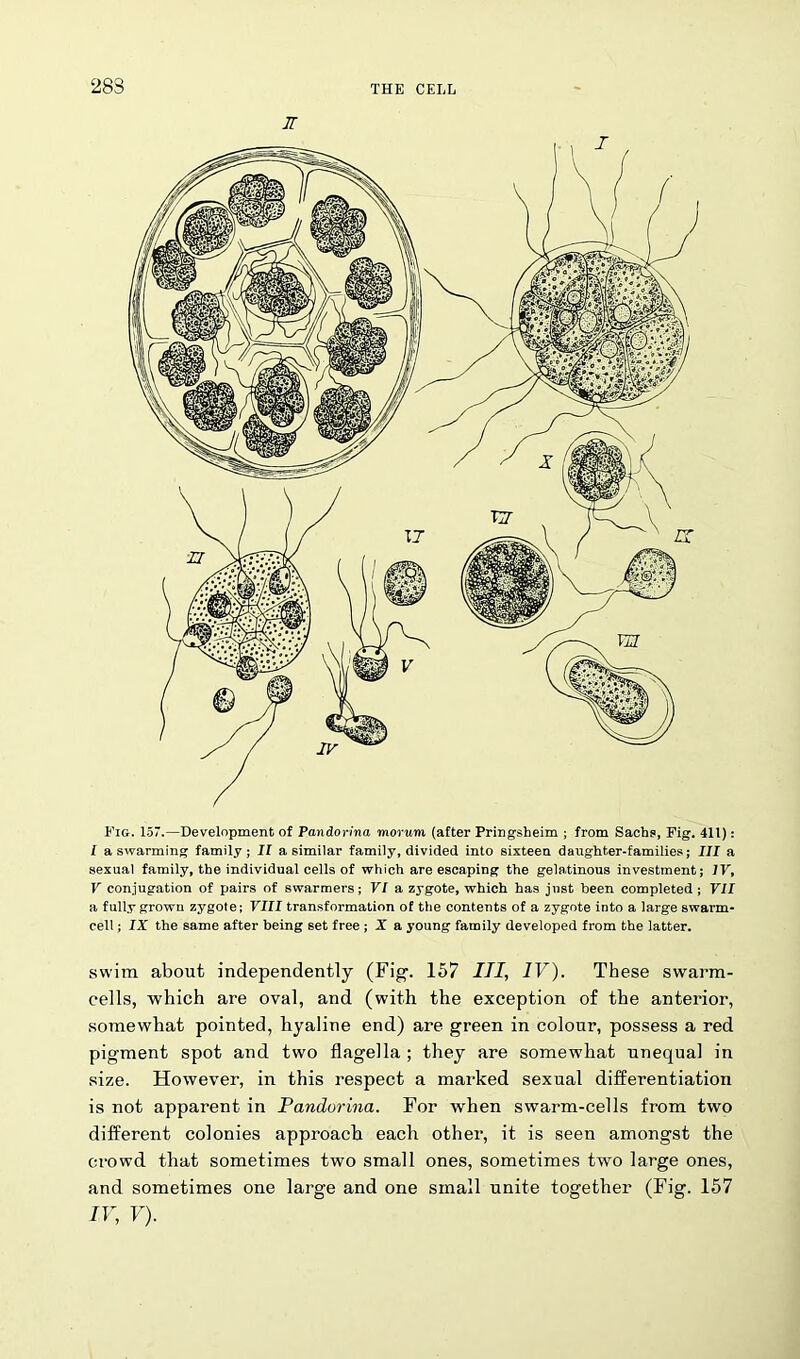 28S ir Fig. 157.—Development of Pandorina morurn (after Priugsheim ; from Sachs, Fig. 411): I a swarming family; II a similar family, divided into sixteen daughter-families; III a sexual family, the individual cells of which are escaping the gelatinous investment; IV, V conjugation of pairs of swarmers; VI a zygote, which has just been completed ; VII a fully grown zygote; VIII transformation of the contents of a zygote into a large swarm- cell ; IX the same after being set free ; X a young family developed from the latter. swim about independently (Fig. 157 III, IV). These swarm- cells, which are oval, and (with the exception of the anterior, somewhat pointed, hyaline end) are green in colour, possess a red pigment spot and two flagella ; they are somewhat unequal in size. However, in this respect a marked sexual differentiation is not apparent in Pandorina. For when swarm-cells from two different colonies approach each other, it is seen amongst the crowd that sometimes two small ones, sometimes two large ones, and sometimes one large and one small unite together (Fig. 157 IV, V).