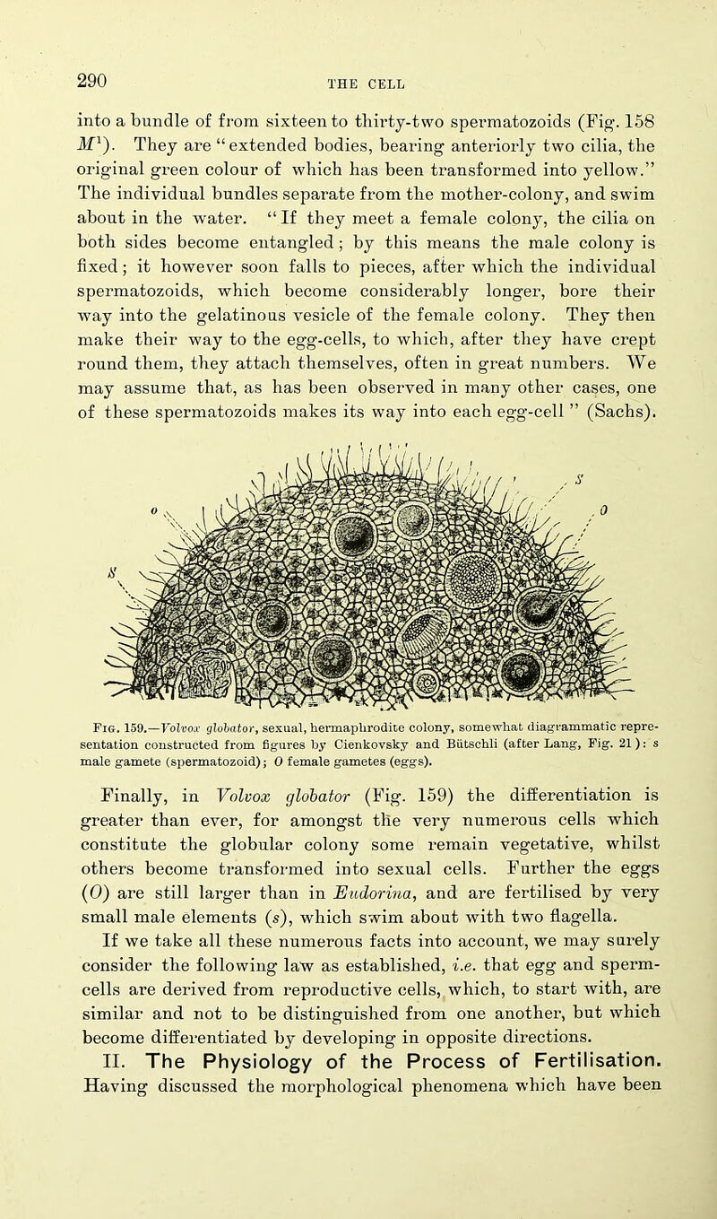 into a bundle of from sixteen to thii’ty-two spermatozoids (Fig. 158 Ilf1). They are “extended bodies, bearing anteriorly two cilia, the original green colour of which has been transformed into yellow.” The individual bundles separate from the mother-colony, and swim about in the water. “If they meet a female colony, the cilia on both sides become entangled ; by this means the male colony is fixed; it however soon falls to pieces, after which the individual spermatozoids, which become considerably longer, bore their way into the gelatinous vesicle of the female colony. They then make their way to the egg-cells, to which, after they have crept round them, they attach themselves, often in great numbers. We may assume that, as has been observed in many other cases, one of these spermatozoids makes its way into each egg-cell ” (Sachs). Fig. 159.—Volvox globator, sexual, hermaphrodite colony, somewhat diagrammatic repre- sentation constructed from figures by Cienkovsky and Biitschli (after Lang, Fig. 21): s male gamete (spermatozoid); 0 female gametes (eggs). Finally, in Volvox globator (Fig. 159) the differentiation is greater than ever, for amongst the very numerous cells which constitute the globular colony some remain vegetative, whilst others become transformed into sexual cells. Further the eggs (0) are still larger than in Eudorina, and are fertilised by very small male elements (s), which swim about with two flagella. If we take all these numerous facts into account, we may surely consider the following law as established, i.e. that egg and sperm- cells are derived from reproductive cells, which, to start with, are similar and not to be distinguished from one another, but which become differentiated by developing in opposite directions. II. The Physiology of the Process of Fertilisation. Having discussed the morphological phenomena which have been
