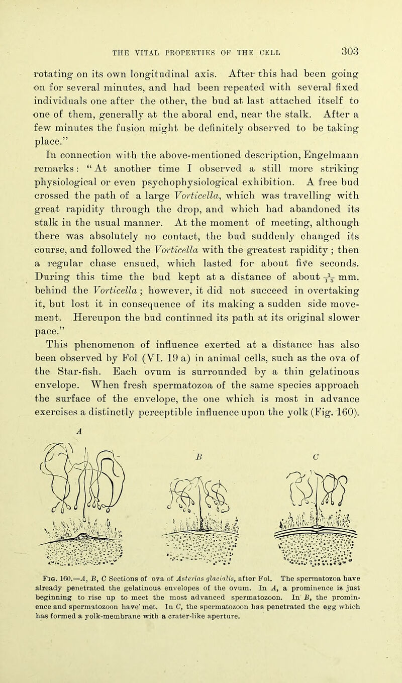 rotating on its own longitudinal axis. After this had been going on for several minutes, and had been repeated with several fixed individuals one after the other, the bud at last attached itself to one of them, generally at the aboral end, near the stalk. After a few minutes the fusion might be definitely observed to be taking place.” In connection with the above-mentioned description, Bngelmann remarks: “ At another time I observed a still more striking physiological or even psychophysiological exhibition. A free bud crossed the path of a large Vorticella, which was travelling with great rapidity through the drop, and which had abandoned its stalk iu the usual manner. At the moment of meeting, although there was absolutely no contact, the bud suddenly changed its course, and followed the Vorticella with the greatest rapidity ; then a regular chase ensued, which lasted for about five seconds. During this time the bud kept at a distance of about mm. behind the Vorticella ; however, it did not succeed in overtaking it, but lost it in consequence of its making a sudden side move- ment. Hereupon the bud continued its path at its original slower pace.” This phenomenon of influence exerted at a distance has also been observed by Pol (VI. 19 a) in animal cells, such as the ova of the Star-fish. Bach ovum is surrounded by a thin gelatinous envelope. When fresh spermatozoa of the same species approach the surface of the envelope, the one which is most in advance exercises a distinctly perceptible influence upon the yolk (Fig. 160). A Fig. 160.—A, B, C Sections of ova of Asterias glacialis, after Fol. The spermatozoa have already penetrated the gelatinous envelopes of the ovum. In A, a prominence is just beginning to rise up to meet the most advanced spermatozoon. In B, the promin- ence and spermatozoon have' met. In C, the spermatozoon has penetrated the egg which has formed a yolk-membrane with a crater-like aperture.