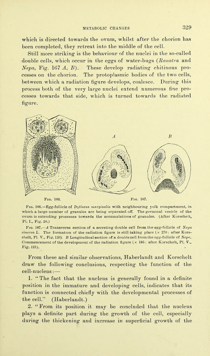 which is directed towards the ovum, whilst after the chorion has been completed, they retreat into the middle of the cell. Still more striking is the behaviour of the nuclei in the so-called double cells, which occur in the eggs of water-bugs (Banatra and Nepa, Fig. 167 A, B). These develop radiating ehitinous pro- cesses on the chorion. The protoplasmic bodies of the two cells, between which a radiation figure develops, coalesce. During this process both of the very large nuclei extend numerous fine pro- cesses towards that side, which is turned towards the radiated figure. Fig. 166.—Egg-follicle of Dytiscus marginalis with neighbouring yolk compartment, in which a large number of granules are being separated off. The germinal vesicle of the ovum is extending processes towards the accumulations of granules. (After Korschelt, PI. I., Fig. 20.) Fig. 167.—A Transverse section of a secreting double cell from the egg-follicle of Nepa cinerea L. The formation of the radiation figure is still taking place (x 270: after Kors- chelt, PI. V., Fig. 120). B Longitudinal section of a donble cell from the egg-follicle of Nepn. Commencement of the development of the radiation figure (x 195 : after Korschelt, PI. V., Fig. 121). From these and similar observations, Haberlandt and Korschelt draw the following conclusions, respecting the function of the cell-nucleus:— 1. “The fact that the nucleus is generally found in a definite position in the immature and developing cells, indicates that its function is connected chiefly with the developmental processes of the cell.” (Haberlandt.) 2. “From its position it may be concluded that the nucleus plays a dehnite part during the growth of the cell, especially during the thickening and increase in superficial growth of the