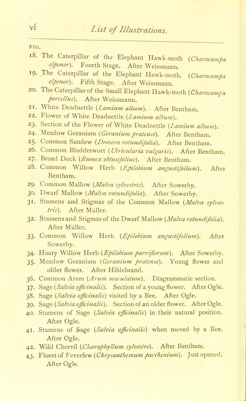 FIG. i8. The Caterpillar of the Elephant Hawk-moth (Ch<vrocami>a elpejior). Fourth Stage. After Weissmann. 19- The Caterpillar of the Elephant Hawk-moth. {Charocampa elpenor). Fifth Stage. After Weissmann. 20. The Caterpillar of the Small Elephant Hawk-moth {Chcerocamja porcellus). After Weissmann. 21. White Deadnettle {Lamium album). After Bentham. 22. Flower of White Deadnettle (Lamium album). 23. Section of the Flower of White Deadnettle [Lamium album). 24. Meadow/Gexz.nmm [Geraniumpratettse). After Bentham. 25. Common Sundew [Drosera rohindijolia). After Bentham. 26. Common Bladderwort (d7?r(Vz</ar/a z;?//^<2w). After Bentham. 27. Broad Dock [Rumex obtttsifolius). After Bentham. 28. Common Willow Herb [Epilobium angusti/olium). After Bentham. 29. Common Mallow [Malva sylvestris). After Sowerby. 30. Dwarf Mallow [Malva rotundifolia). After Sowerby. 31. Stamens and Stigmas of the Common Mallow [Malva sylves- tris). After Miiller. 32. Stamens and Stigmas of the Dwarf Mallow [Malva rotundifolia). After Miiller. 33. Common Willow Herb [Epilobium angusti/olium). After Sowerby. 34. Hoary Willow Herb [Epilobium parviflorum). After Sowerby. 35. Meadow Geranium [Geranium pratense). Young flower and older flower. After Hildebrand. 36. Common Arum [Arum maculatufn). Diagrammatic section. 37. Sage [Salvia officinalis). Section of a young flower. After Ogle. 38. Sage [Salvia officinalis) visited by a Bee. After Ogle. 39. Si&ge [Salvia officinalis). Section of an older flower. After Ogle. 40. Stamens of Sage [Salvia officinalis) in their natural position. After Ogle. 41. Stamens of Sage [Salvia officinalis) when moved by a Bee. After Ogle. 42. y^'M Chervil [Cluerophylhitn sylveslre). After Bentham. 43. Floret of Feverfew (Chrysant/icmtim parthenium). Just opened. After Ogle.