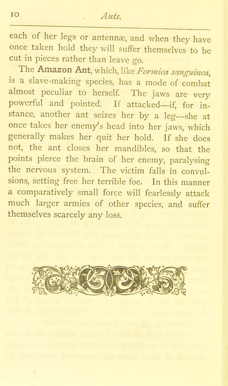 each of her legs or antennae, and when they have once taken hold they will suffer themselves to be cut in pieces rather than leave go. The Amazon Ant, which, like Formica sanguinea, is a slave-making species, has a mode of combat almost peculiar to herself The jaws are very powerful and pointed. If attacked—if, for in- stance, another ant seizes her by a leg—she at once takes her enemy's head into her jaws, which generally makes her quit her hold. If she does not, the ant closes her mandibles, so that the points pierce the brain of her enemy, paralysing the nervous system. The victim falls in convul- sions, setting free her terrible foe. In this manner a comparatively small force will fearlessly attack much larger armies of other species, and suffer themselves scarcely any loss.