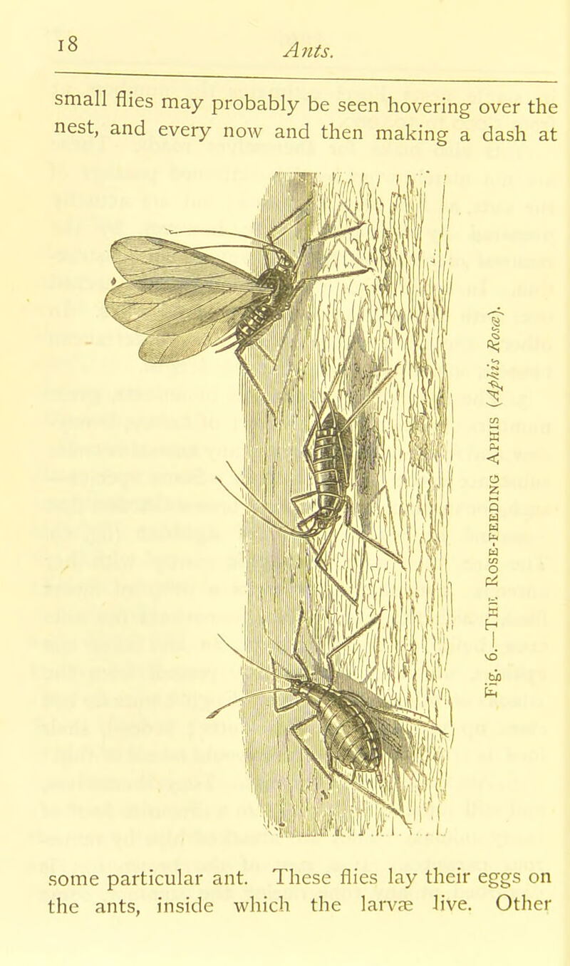 small flies may probably be seen hovering over the nest, and every now and then making a dash at < o g 5 a w o some particular ant. These flies lay their eggs on the ants, inside which the larvje live. Other