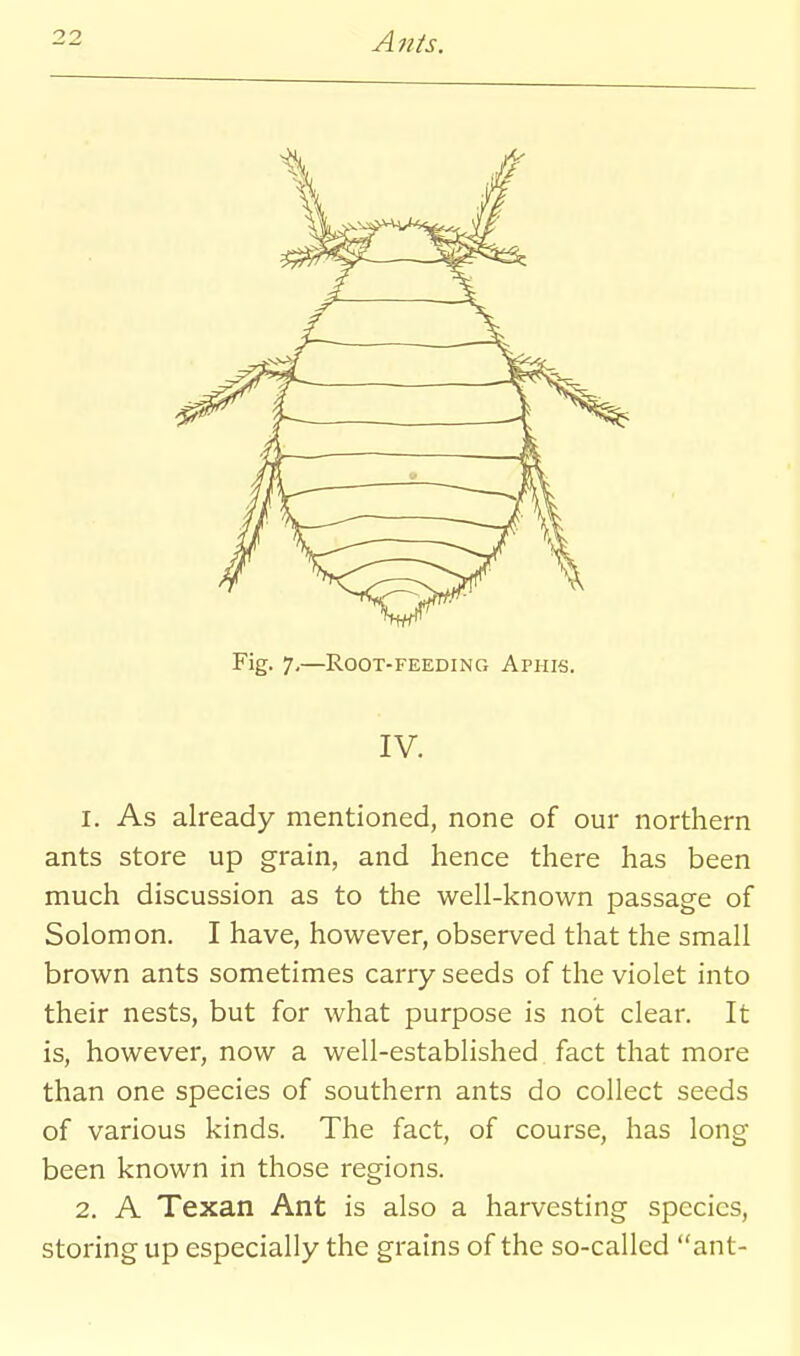 Fig. 7,—Root-feeding Aphis. IV. 1. As already mentioned, none of our northern ants store up grain, and hence there has been much discussion as to the well-known passage of Solomon. I have, however, observed that the small brown ants sometimes carry seeds of the violet into their nests, but for what purpose is not clear. It is, however, now a well-established fact that more than one species of southern ants do collect seeds of various kinds. The fact, of course, has long been known in those regions. 2. A Texan Ant is also a harvesting species, storing up especially the grains of the so-called ant-