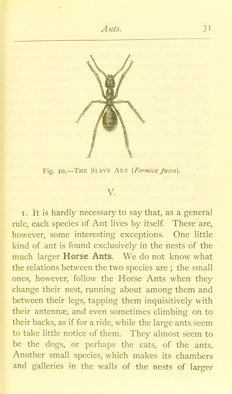 Fig. 10.—The Slave Ant {Formica Jusca). V. I. It is hardly necessary to say that, as a general rule, each species of Ant lives by itself. There are, however, some interesting exceptions. One little kind of ant is found exclusively in the nests of the much larger Horse Ants. We do not know what the relations between the two species are ; the small ones, however, follow the Horse Ants when they change their nest, running about among them and between their legs, tapping them inquisitively with their antennae, and even sometimes climbing on to their backs, as if for a ride, while the large ants seem to take little notice of them. They almost seem to be the dogs, or perhaps the cats, of the ants. Another small species, which makes its chambers and galleries in the walls of the nests of larger