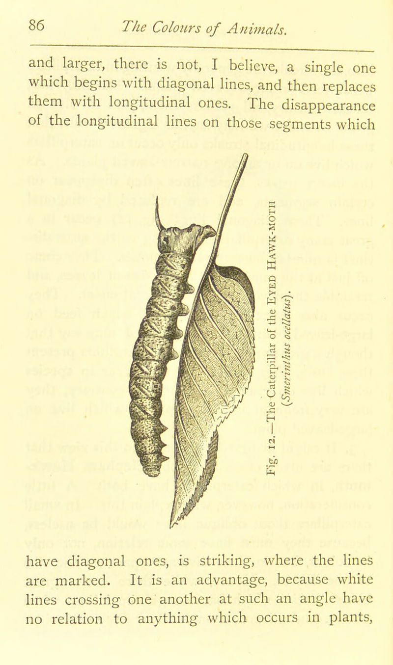 and larger, there is not, I believe, a single one which begins with diagonal lines, and then replaces them with longitudinal ones. The disappearance of the longitudinal lines on those segments which have diagonal ones, is striking, where the lines are marked. It is an advantage, because white lines crossing one another at such an angle have no relation to anything which occurs in plants,