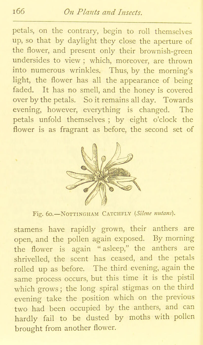 petals, on the contrary, begin to roll themselves up, so that by daylight they close the aperture of the flower, and present only their brownish-green undersides to view ; which, moreover, are thrown into numerous wrinkles. Thus, by the morning's light, the flower has all the appearance of being faded. It has no smell, and the honey is covered over by the petals. So it remains all day. Towards evening, how^ever, everything is changed. The petals unfold themselves ; by eight o'clock the flower is as fragrant as before, the second set of Fig. 60.—Nottingham Catchfly {SUene nutans). Stamens have rapidly grown, their anthers are open, and the pollen again exposed. By morning the flower is again  asleep, the anthers are shrivelled, the scent has ceased, and the petals rolled up as before. The third evening, again the same process occurs, but this time it is the pistil which grows; the long spiral stigmas on the third evening take the position which on the previous two had been occupied by the anthers, and can hardly fail to be dusted by moths with pollen brought from another flower.