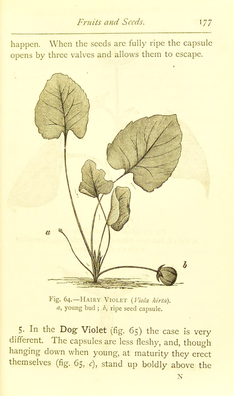 happen. When the seeds are fully ripe the capsule opens by three valves and allows them to escape. Fig. 64.—Hairy Violet {Viola hirta). a, young bud ; b, ripe seed capsule. 5. In the Dog Violet (fig. 65) the case is very different. The capsules are less fleshy, and, though hanging down when young, at maturity they erect themselves (fig. 65, c), stand up boldly above the N