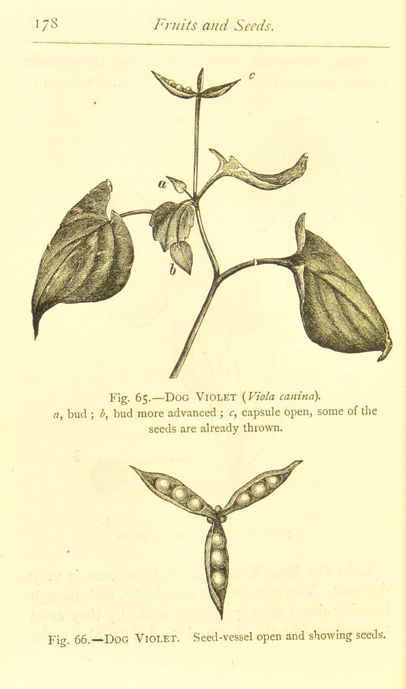 Fig. 66.—Dog Violet. Seed-vessel open and showing seeds.