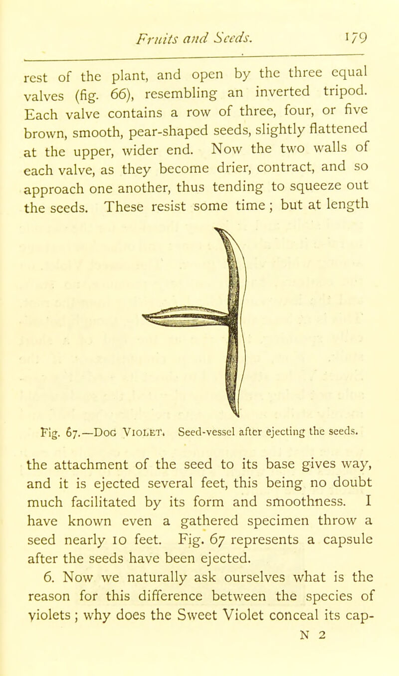 rest of the plant, and open by the three equal valves (fig. 66), resembling an inverted tripod. Each valve contains a row of three, four, or five brown, smooth, pear-shaped seeds, slightly flattened at the upper, wider end. Now the two walls of each valve, as they become drier, contract, and so approach one another, thus tending to squeeze out the seeds. These resist some time; but at length lr|g. 57.—Dog Violet. Seed-vessel after ejecting the seeds. the attachment of the seed to its base gives way, and it is ejected several feet, this being no doubt much facilitated by its form and smoothness. I have known even a gathered specimen throw a seed nearly 10 feet. Fig. 67 represents a capsule after the seeds have been ejected. 6. Now we naturally ask ourselves what is the reason for this difference between the species of violets; why does the Sweet Violet conceal its cap- N 2