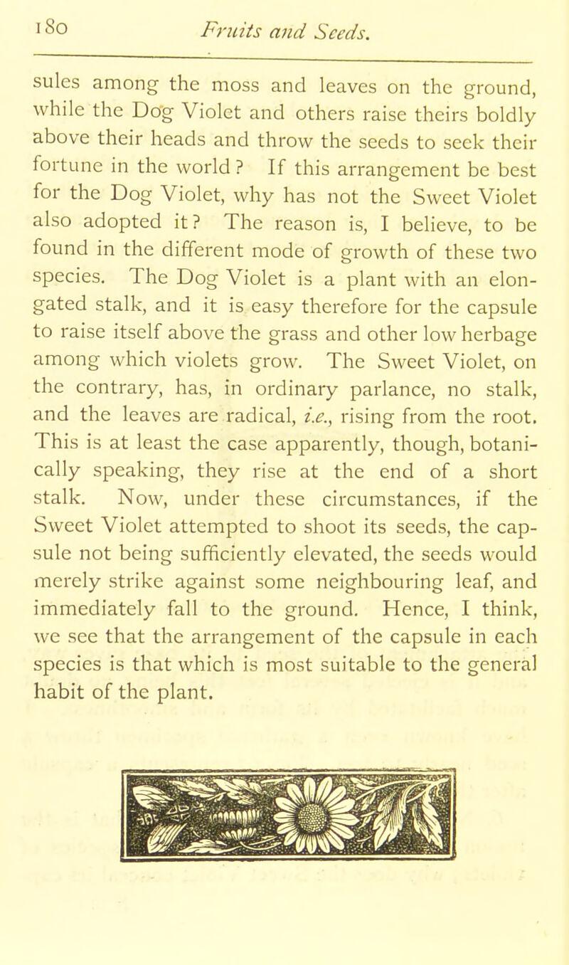 sules among the moss and leaves on the ground, while the Dog Violet and others raise theirs boldly above their heads and throw the seeds to seek their fortune in the world ? If this arrangement be best for the Dog Violet, why has not the Sweet Violet also adopted it? The reason is, I beheve, to be found in the different mode of growth of these two species. The Dog Violet is a plant with an elon- gated stalk, and it is easy therefore for the capsule to raise itself above the grass and other low herbage among which violets grow. The Sweet Violet, on the contrary, has, in ordinary parlance, no stalk, and the leaves are radical, i.e., rising from the root. This is at least the case apparently, though, botani- cally speaking, they rise at the end of a short stalk. Now, under these circumstances, if the Sweet Violet attempted to shoot its seeds, the cap- sule not being sufficiently elevated, the seeds would merely strike against some neighbouring leaf, and immediately fall to the ground. Hence, I think, we see that the arrangement of the capsule in each species is that which is most suitable to the general habit of the plant.