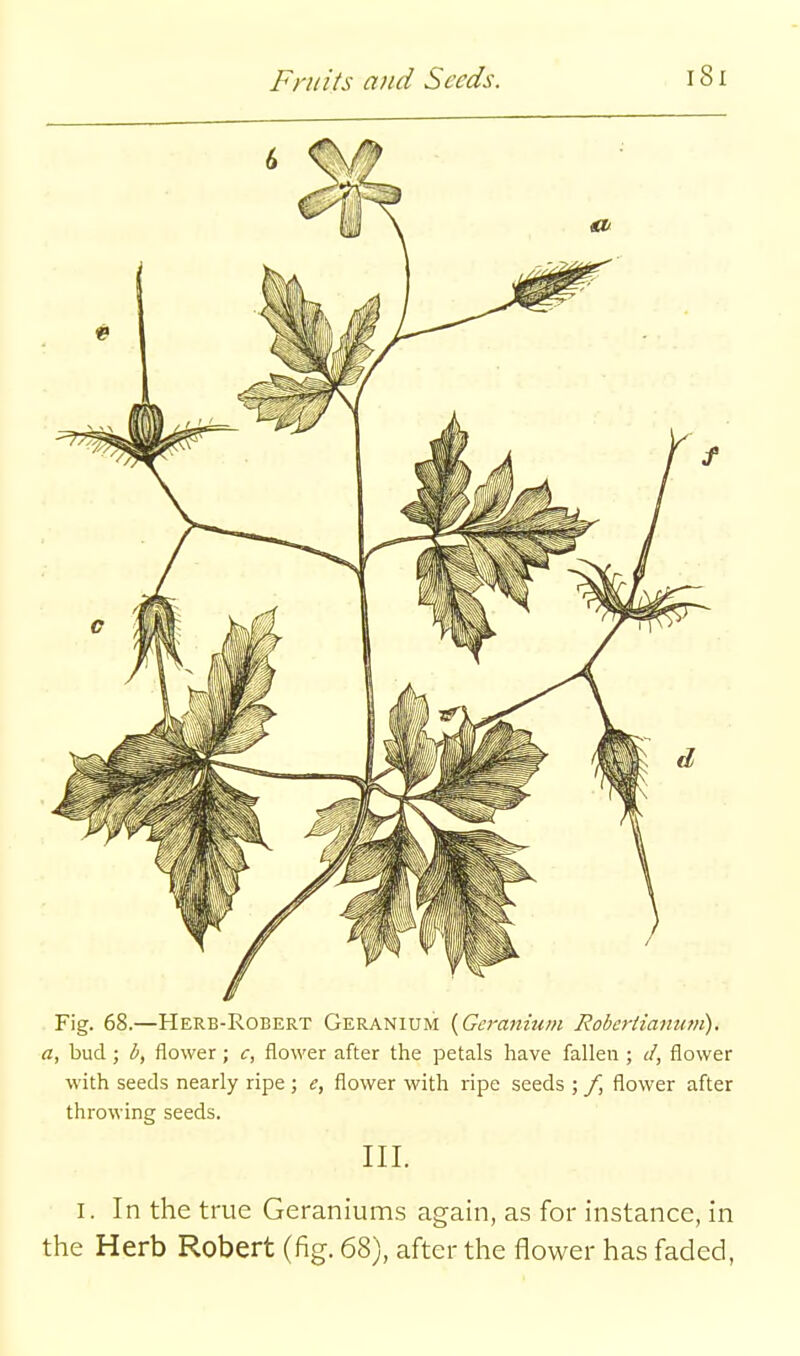 Fig. 68.—Herb-Robert Geranium {Geranium Roberiianum). a, bud; b, flower; c, flower after the petals have fallen ; </, flower with seeds nearly ripe ; e, flower with ripe seeds ; f, flower after throwing seeds. III. I. In the true Geraniums again, as for instance, in the Herb Robert (fig. 68), after the flower has faded,