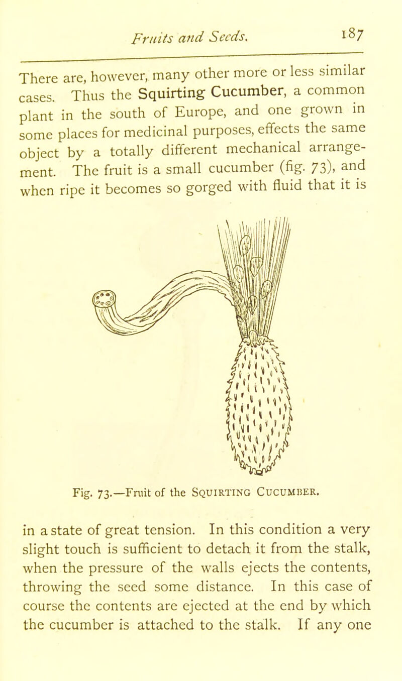 There are, however, many other more or less similar cases. Thus the Squirting Cucumber, a common plant in the south of Europe, and one grown in some places for medicinal purposes, effects the same object by a totally different mechanical arrange- ment. The fruit is a small cucumber (fig. 73), and when ripe it becomes so gorged with fluid that it is Fig. 73.—Fniit of the SQUIRTING CUCUMBER. in a state of great tension. In this condition a very slight touch is sufficient to detach it from the stalk, when the pressure of the walls ejects the contents, throwing the seed some distance. In this case of course the contents are ejected at the end by which the cucumber is attached to the stalk. If any one