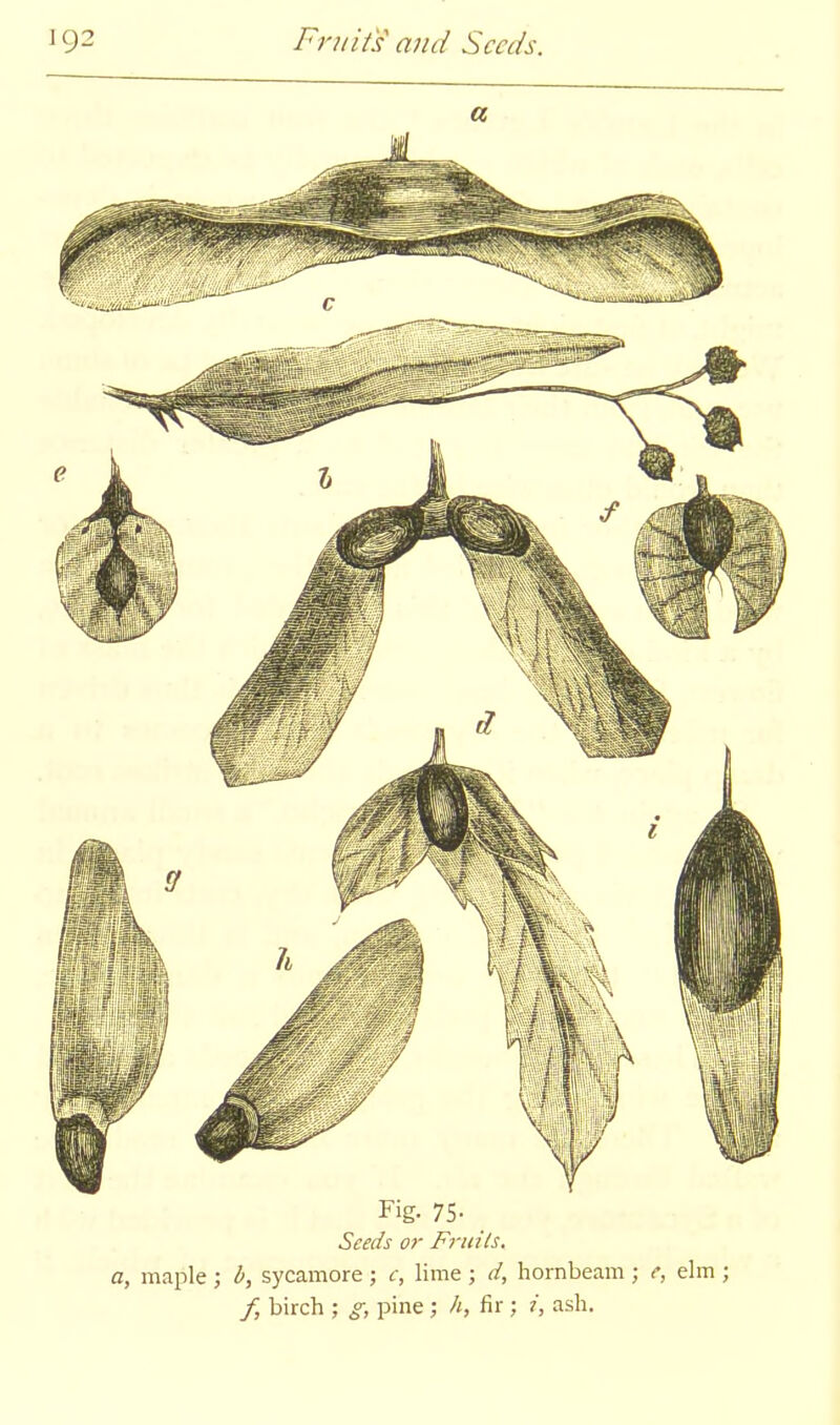 a Fig- 75- Seeds or Frtiils. a, maple ; l>, sycamore ; c, lime ; d, hornbeam ; e, elm ; f, birch ; g, pine ; h, fir ; i, ash.