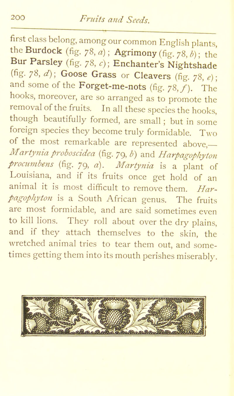 first class belong, among our common English plants the Burdock (fig. 78, a); Agrimony (fig. 78, b); the Bur Parsley (fig. 78, c); Enchanter's Nightshade (fig. 78, d)\ Goose Grass or Cleavers (fig. 78, e); and some of the Forget-me-nots (fig. 78,/). The hooks, moreover, are so arranged as to promote the removal of the fruits. In all these species the hooks, though beautifully formed, are small ; but in some foreign species they become truly formidable. Two of the most remarkable are represented above,— Martjmia proboscidea (fig. 79, b) and Harpagophyton procnmbetis (fig. 79, d). Martynia is a plant of Louisiana, and if its fruits once get hold of an animal it is most difficult to remove them. Har- pagophyton is a South African genus. The fruits are most formidable, and are said sometimes even to kill lions. They roll about over the dry plains, and if they attach themselves to the skin, the wretched animal tries to tear them out, and some- times getting them into its mouth perishes miserably.