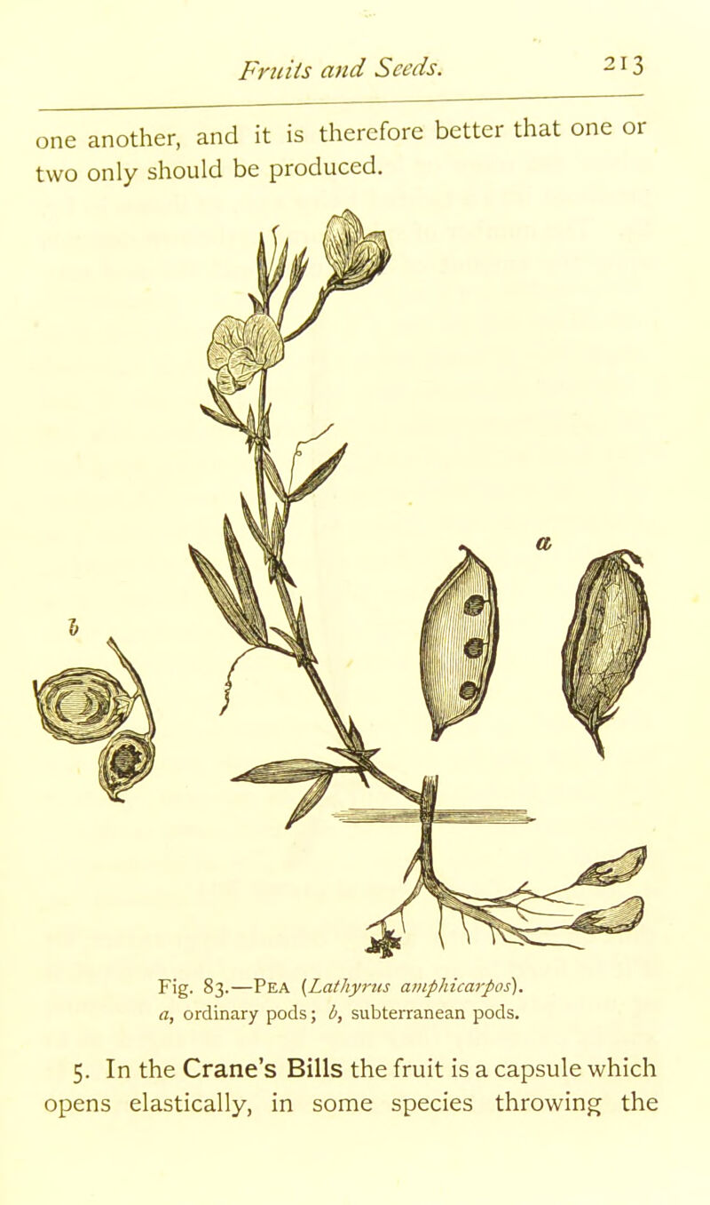 one another, and it is therefore better that one or two only should be produced. Fig. 83.—Pea (Lathyrus amphicarpos). a, ordinary pods; b, subterranean pods. 5. In the Crane's Bills the fruit is a capsule which opens elastically, in some species throwing the