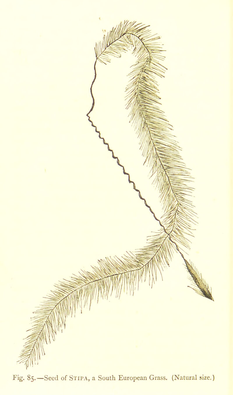 Fig. 85.—Seed of Stipa, a South European Grass. (Natural size.)