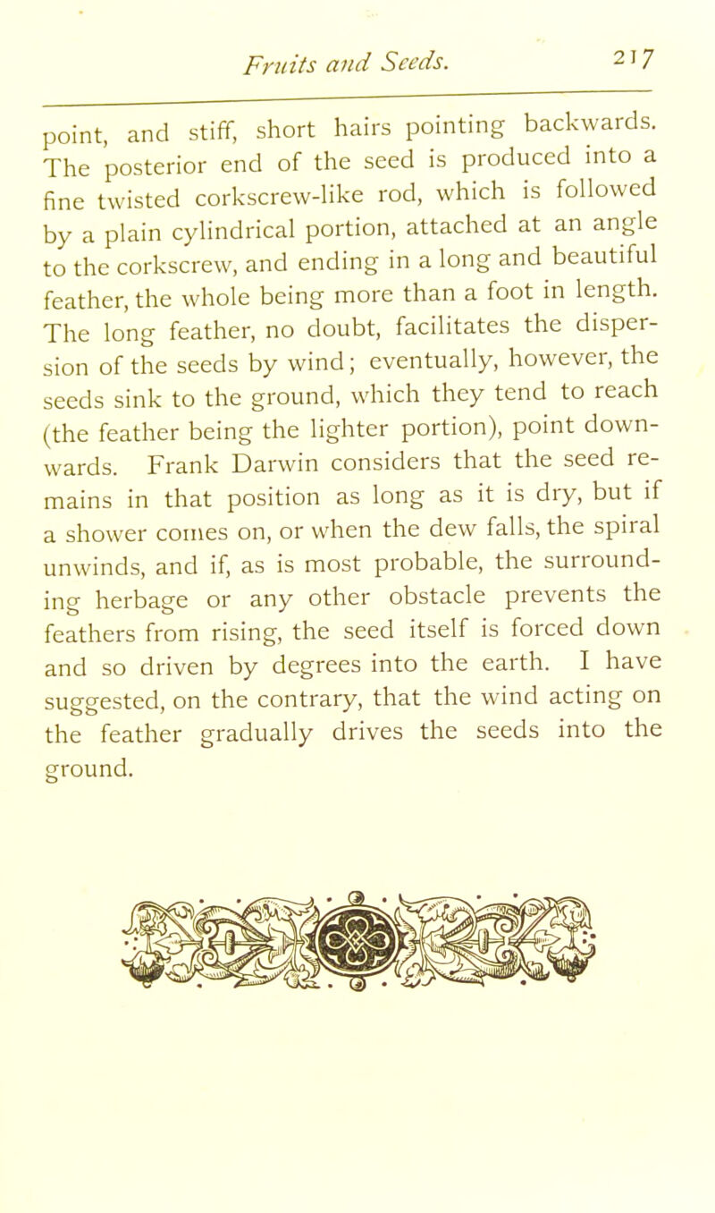 point, and stiff, short hairs pointing backwards. The posterior end of the seed is produced into a fine twisted corkscrew-like rod, which is followed by a plain cylindrical portion, attached at an angle to the corkscrew, and ending in a long and beautiful feather, the whole being more than a foot in length. The long feather, no doubt, facilitates the disper- sion of the seeds by wind; eventually, however, the seeds sink to the ground, which they tend to reach (the feather being the lighter portion), point down- wards. Frank Darwin considers that the seed re- mains in that position as long as it is dry, but if a shower comes on, or when the dew falls, the spiral unwinds, and if, as is most probable, the surround- ing herbage or any other obstacle prevents the feathers from rising, the seed itself is forced down and so driven by degrees into the earth. I have suggested, on the contrary, that the wind acting on the feather gradually drives the seeds into the ground.