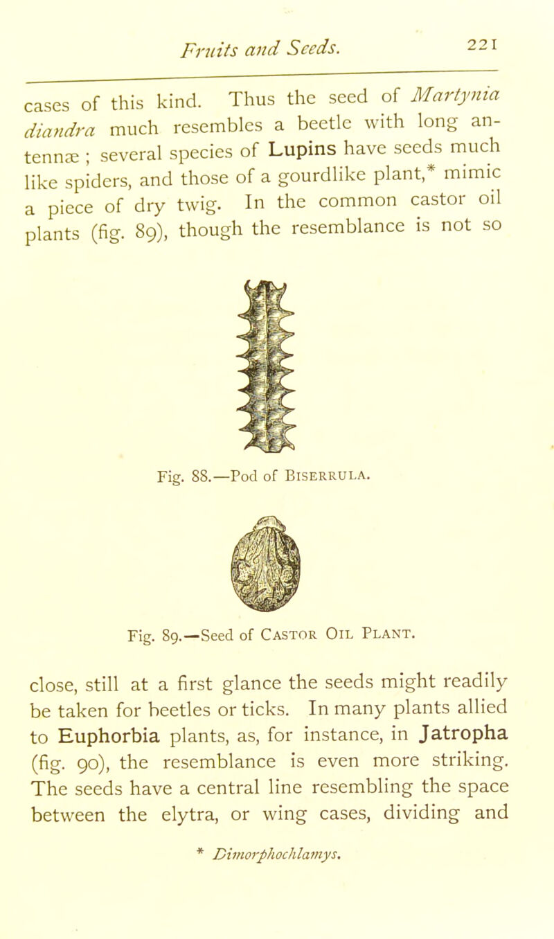 cases of this kind. Thus the seed of Martynia diandra much resembles a beetle with long an- tenna ; several species of Lupins have seeds much like spiders, and those of a gourdlike plant,* mimic a piece of dry twig. In the common castor oil plants (fig. 89), though the resemblance is not so Fig. 88.—Pod of BiSERRULA. Fig. 89.—Seed of Castor Oil Plant. close, still at a first glance the seeds might readily be taken for beetles or ticks. In many plants allied to Euphorbia plants, as, for instance, in Jatropha (fig. 90), the resemblance is even more striking. The seeds have a central line resembling the space between the elytra, or wing cases, dividing and * Dimorphochlamys,