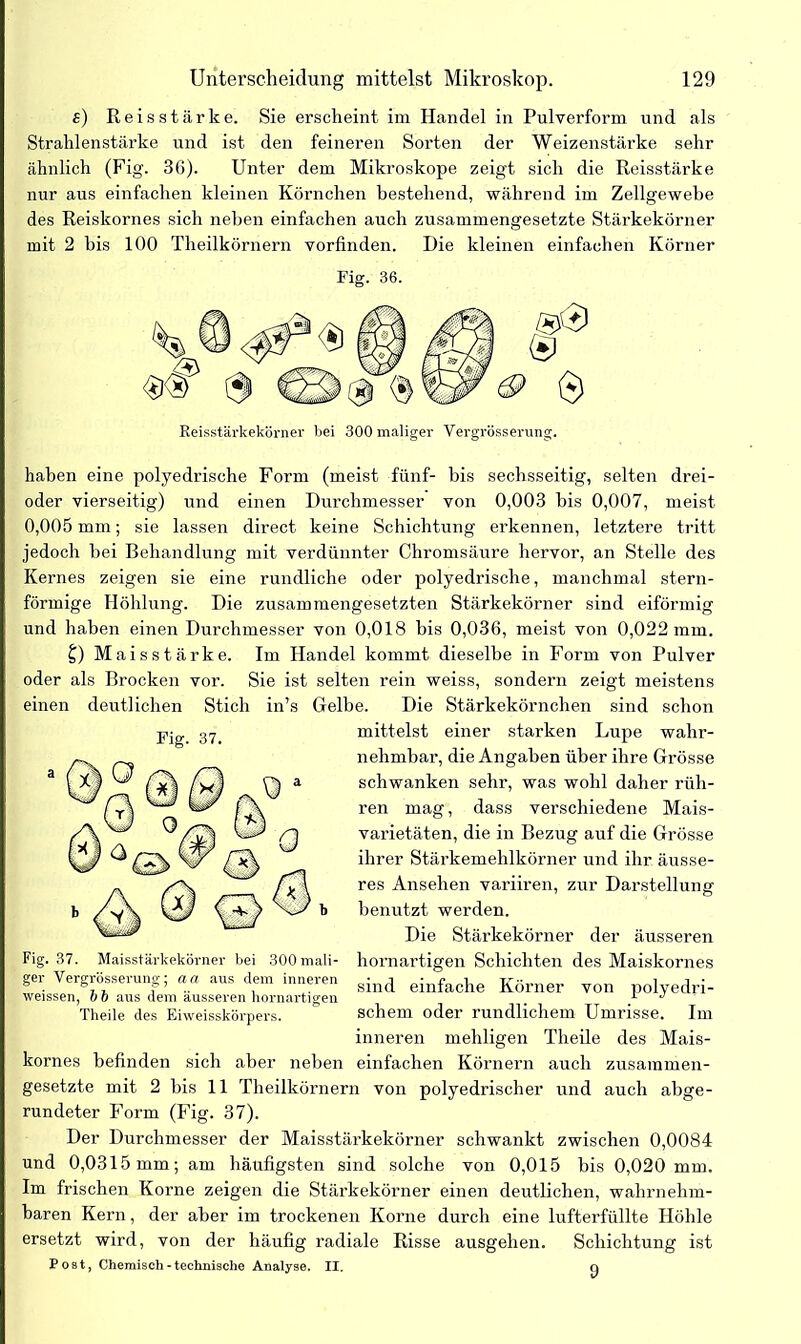 s) Reisstärke. Sie erscheint- im Handel in Pulverform und als Strahlenstärke und ist den feineren Sorten der Weizenstärke sehr ähnlich (Fig. 36). Unter dem Mikroskope zeigt sich die Reisstärke nur aus einfachen kleinen Körnchen bestehend, während im Zellgewebe des Reiskornes sich neben einfachen auch zusammengesetzte Stärkekörner mit 2 bis 100 Theilkörnern vorfinden. Die kleinen einfachen Körner Fig. 36. Reisstärkekörner bei 300 maliger Vergrösserung. haben eine polyedrische Form (meist fünf- bis sechsseitig, selten drei- oder vierseitig) und einen Durchmesser von 0,003 bis 0,007, meist 0,005 mm; sie lassen direct keine Schichtung erkennen, letztere tritt jedoch hei Behandlung mit verdünnter Chromsäure hervor, an Stelle des Kernes zeigen sie eine rundliche oder polyedrische, manchmal stern- förmige Höhlung. Die zusammengesetzten Stärkekörner sind eiförmig und haben einen Durchmesser von 0,018 bis 0,036, meist von 0,022 mm. 5) Maisstärke. Im Handel kommt dieselbe in Form von Pulver oder als Brocken vor. Sie ist selten rein weiss, sondern zeigt meistens einen deutlichen Stich in’s Gelbe. Die Stärkekörnchen sind schon mittelst einer starken Lupe wahr- nehmbar, die Angaben über ihre Grösse schwanken sehr, was wohl daher rüh- ren mag, dass verschiedene Mais- varietäten, die in Bezug auf die Grösse ihrer Stärkemehlkörner und ihr äusse- res Ansehen variiren, zur Darstellung benutzt werden. Die Stärkekörner der äusseren hornartigen Schichten des Maiskornes sind einfache Körner von polyedri- schem oder rundlichem Umrisse. Im inneren mehligen Theile des Mais- kornes befinden sich aber neben einfachen Körnern auch zusammen- gesetzte mit 2 bis 11 Theilkörnern von polyedrischer und auch abge- rundeter Form (Fig. 37). Der Durchmesser der Maisstärkekörner schwankt zwischen 0,0084 und 0,0315 mm; am häufigsten sind solche von 0,015 bis 0,020 mm. Im frischen Korne zeigen die Stärkekörner einen deutlichen, wahrnehm- baren Kern, der aber im trockenen Korne durch eine lufterfüllte Höhle ersetzt wird, von der häufig radiale Risse ausgehen. Schichtung ist Post, Chemisch - technische Analyse. II. 0 Fig. 37. Fig. 37. Maisstärkekörner bei 300 mali- ger Vergrösserung; aa aus dem inneren weissen, b b aus dem äusseren hornartigen Theile des Eiweisskörpers.